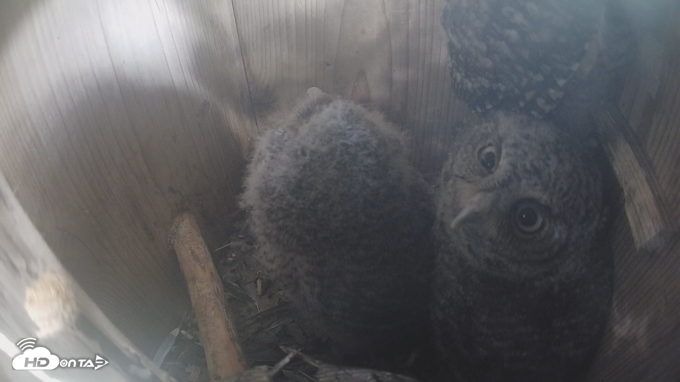 Snapshot of Eastern Screech Owl Nest Box Live Webcam taken Apr 17, 2026, 4:23pm CDT