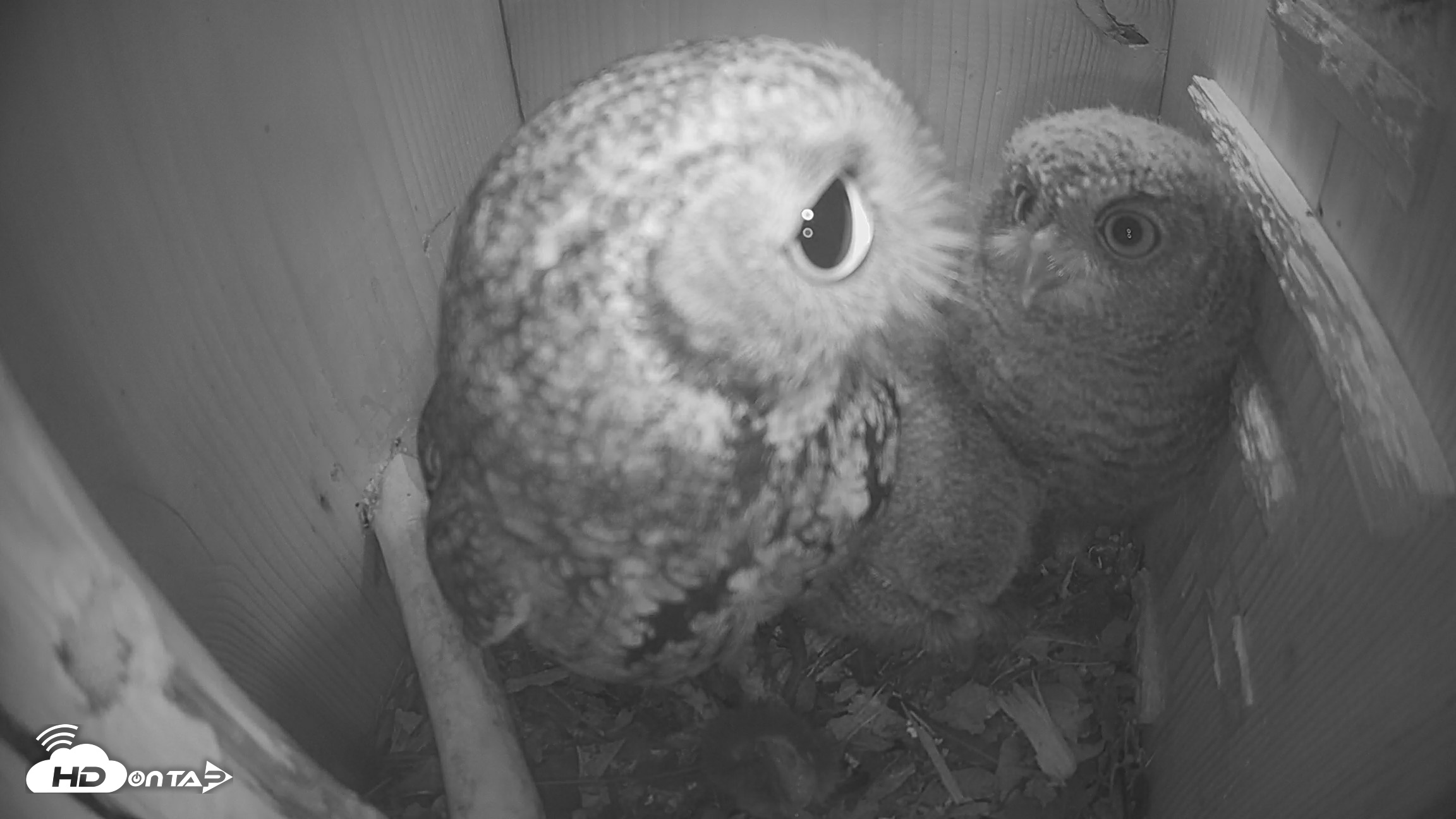 Snapshot of Eastern Screech Owl Nest Box Live Webcam taken Apr 21, 2026, 9:55pm CDT