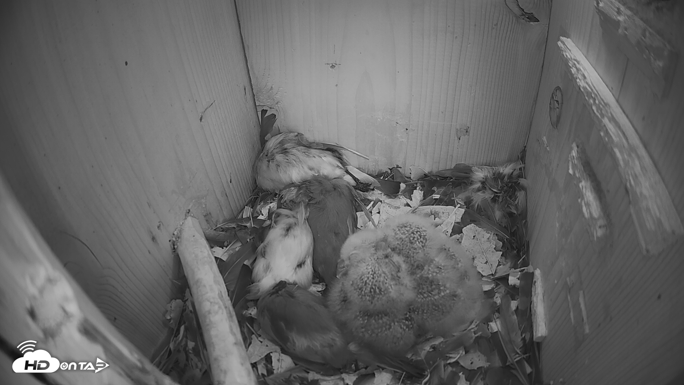 Snapshot of Eastern Screech Owl Nest Box Live Webcam taken Mar 28, 2026, 7:24am CDT