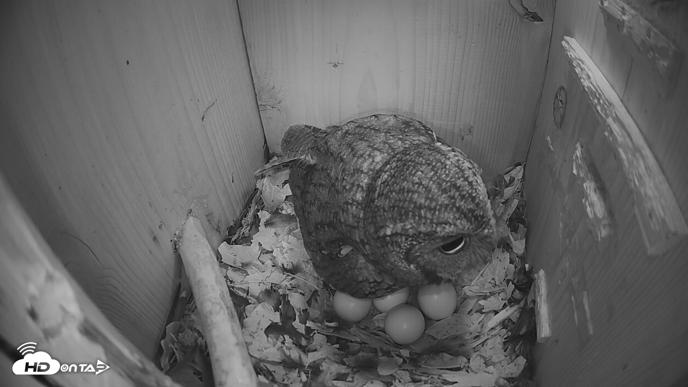 Snapshot of Eastern Screech Owl Nest Box Live Webcam taken Mar 6, 2026, 9:49pm CST