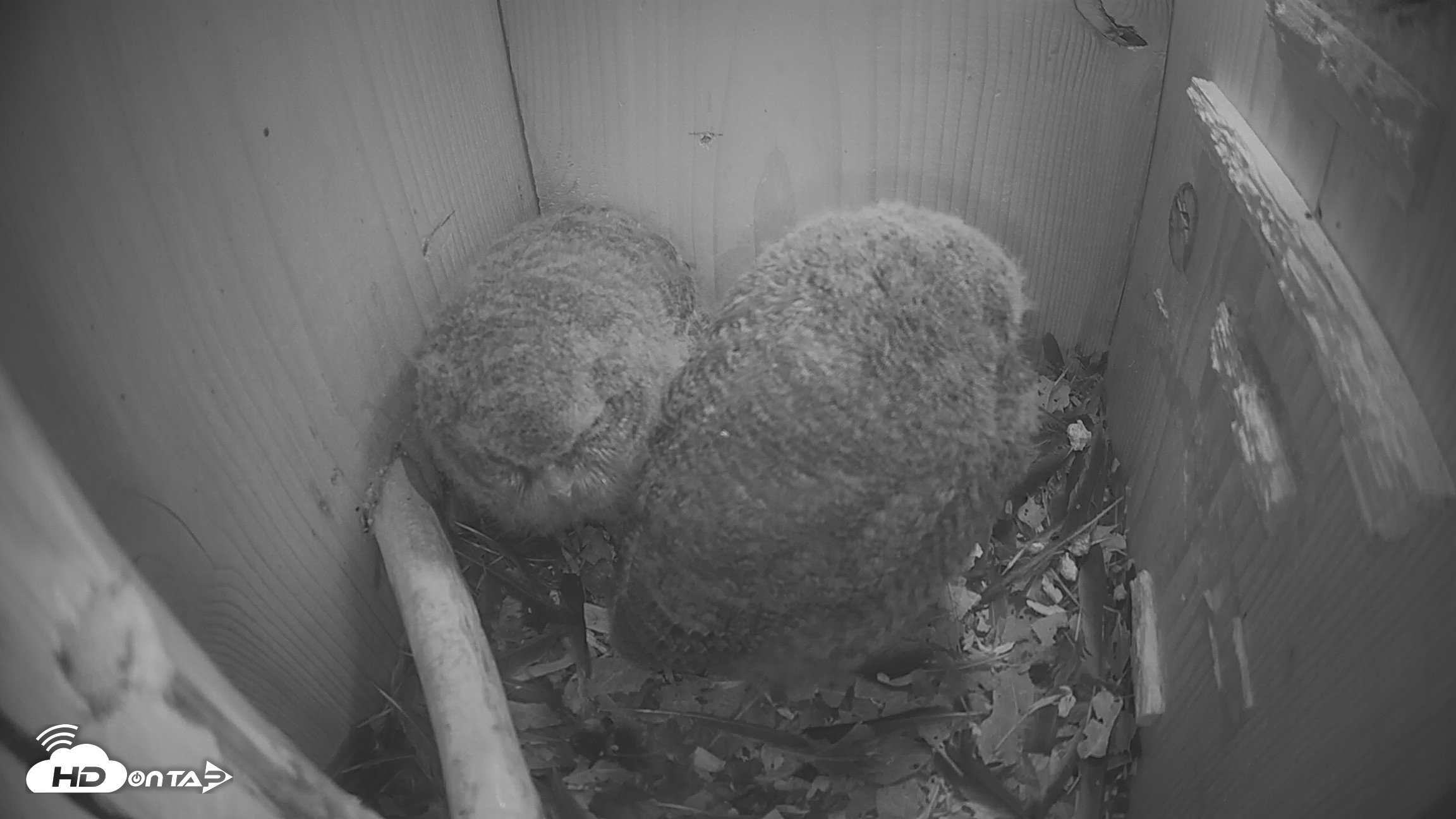 Snapshot of Eastern Screech Owl Nest Box Live Webcam taken Apr 19, 2026, 5:01am CDT