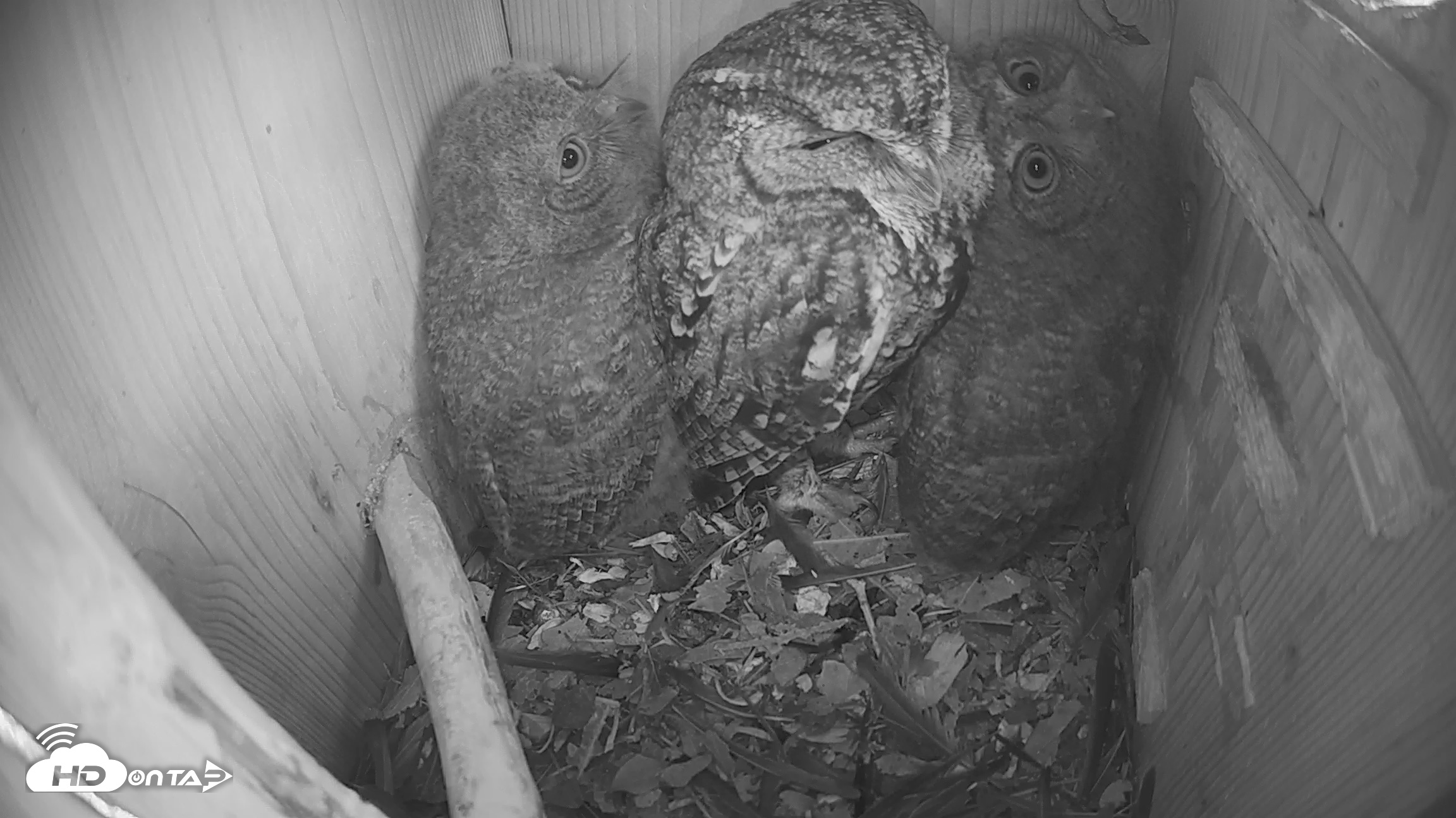 Snapshot of Eastern Screech Owl Nest Box Live Webcam taken Apr 22, 2026, 12:04pm CDT