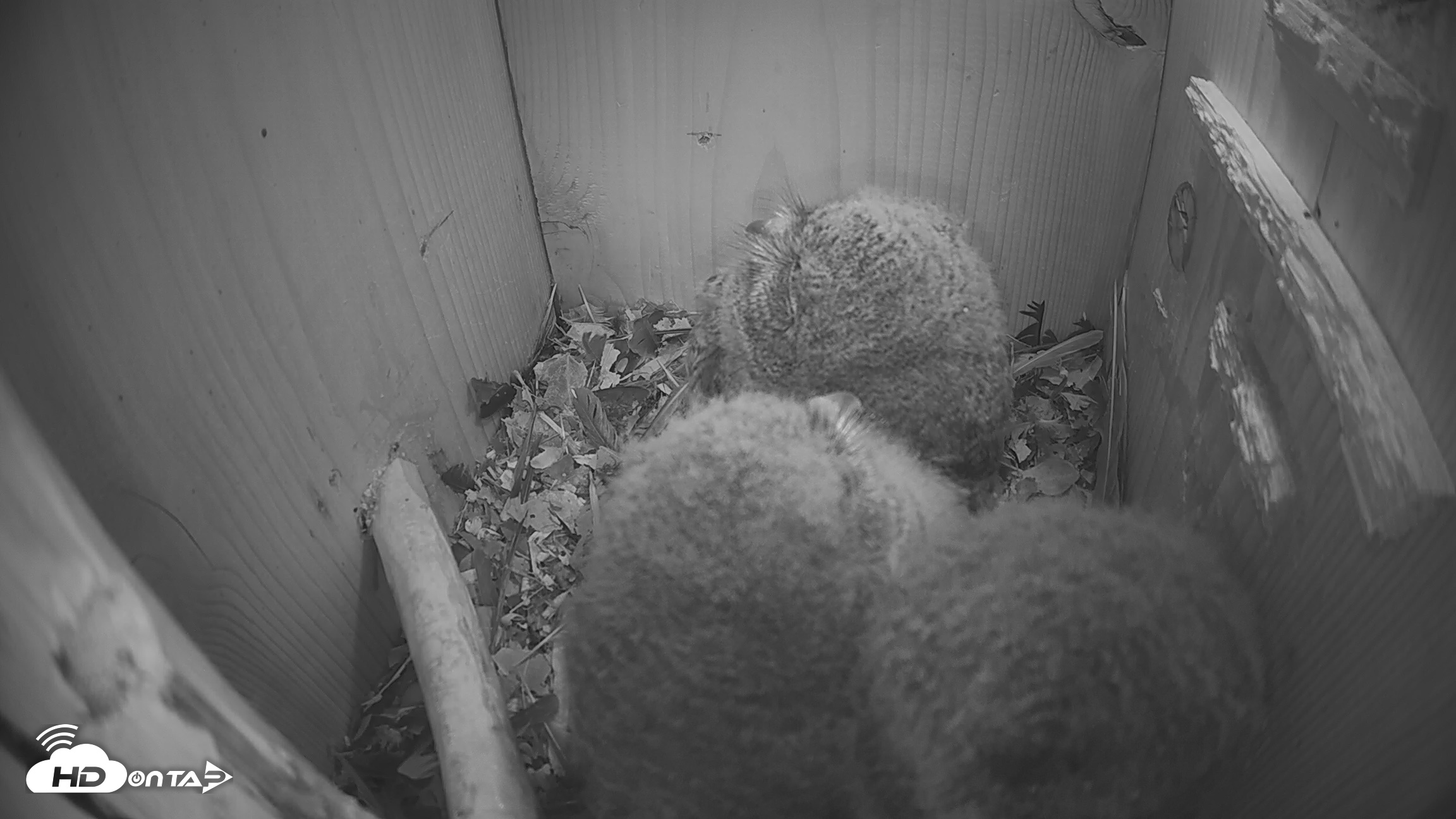Snapshot of Eastern Screech Owl Nest Box Live Webcam taken Apr 15, 2026, 8:50pm CDT