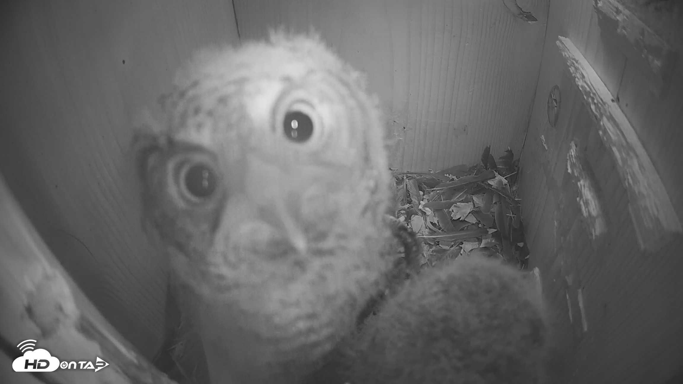 Snapshot of Eastern Screech Owl Nest Box Live Webcam taken Apr 14, 2026, 2:27am CDT
