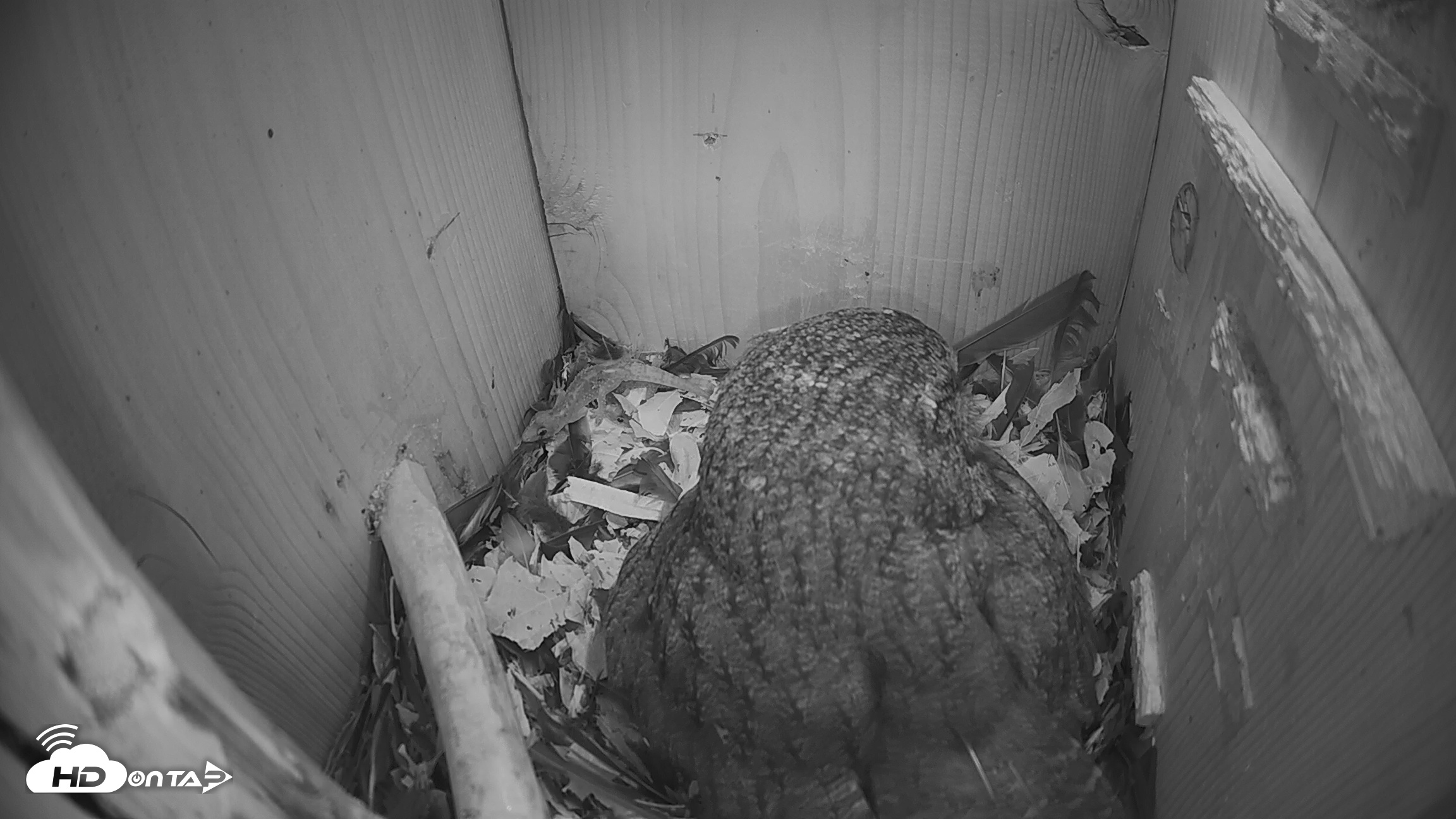 Snapshot of Eastern Screech Owl Nest Box Live Webcam taken Mar 21, 2026, 5:16am CDT