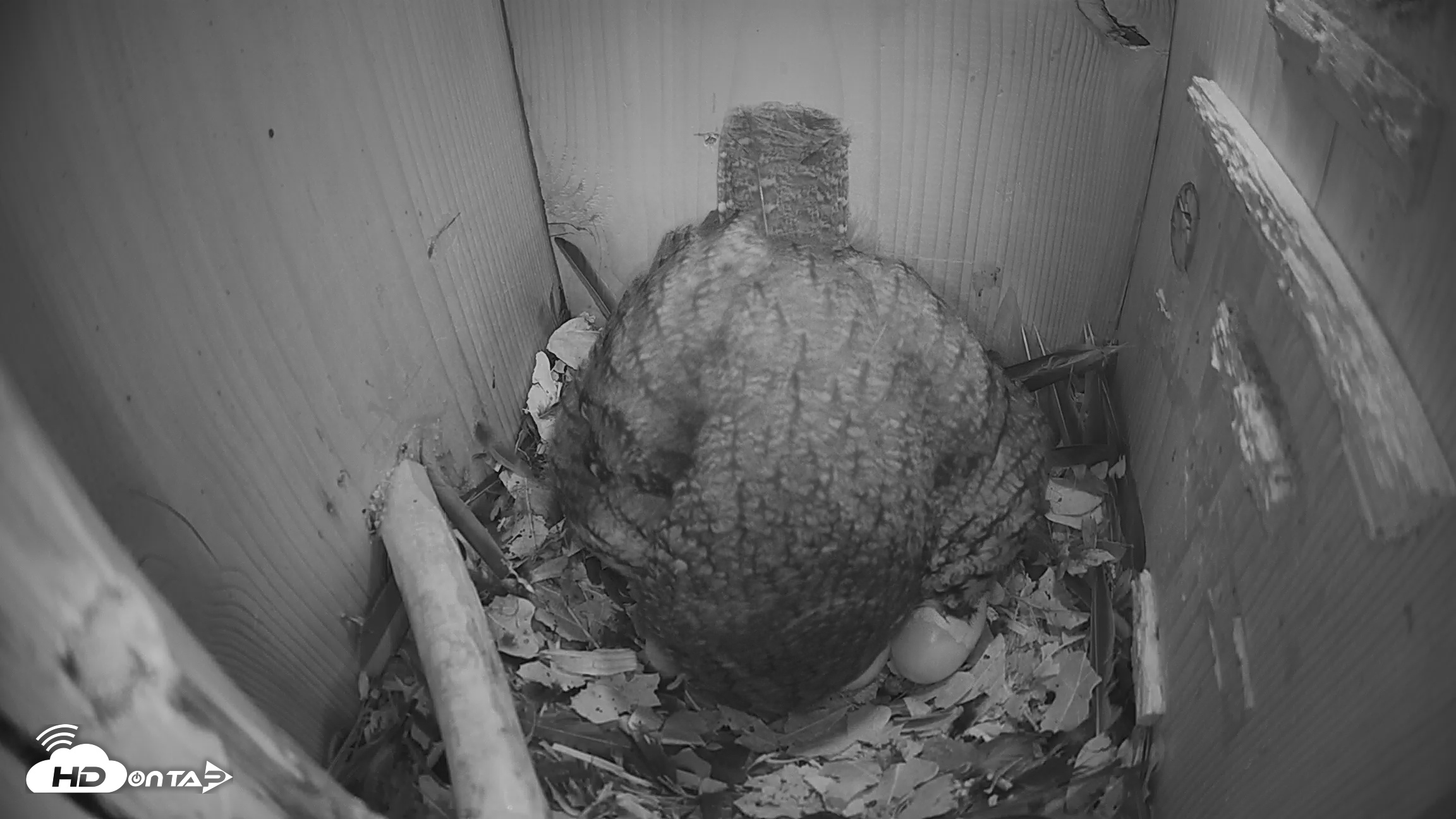 Snapshot of Eastern Screech Owl Nest Box Live Webcam taken Mar 19, 2026, 6:34am CDT