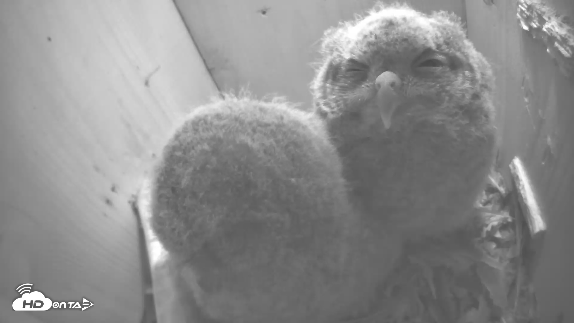 Snapshot of Eastern Screech Owl Nest Box Live Webcam taken Apr 24, 2025, 7:03am CDT