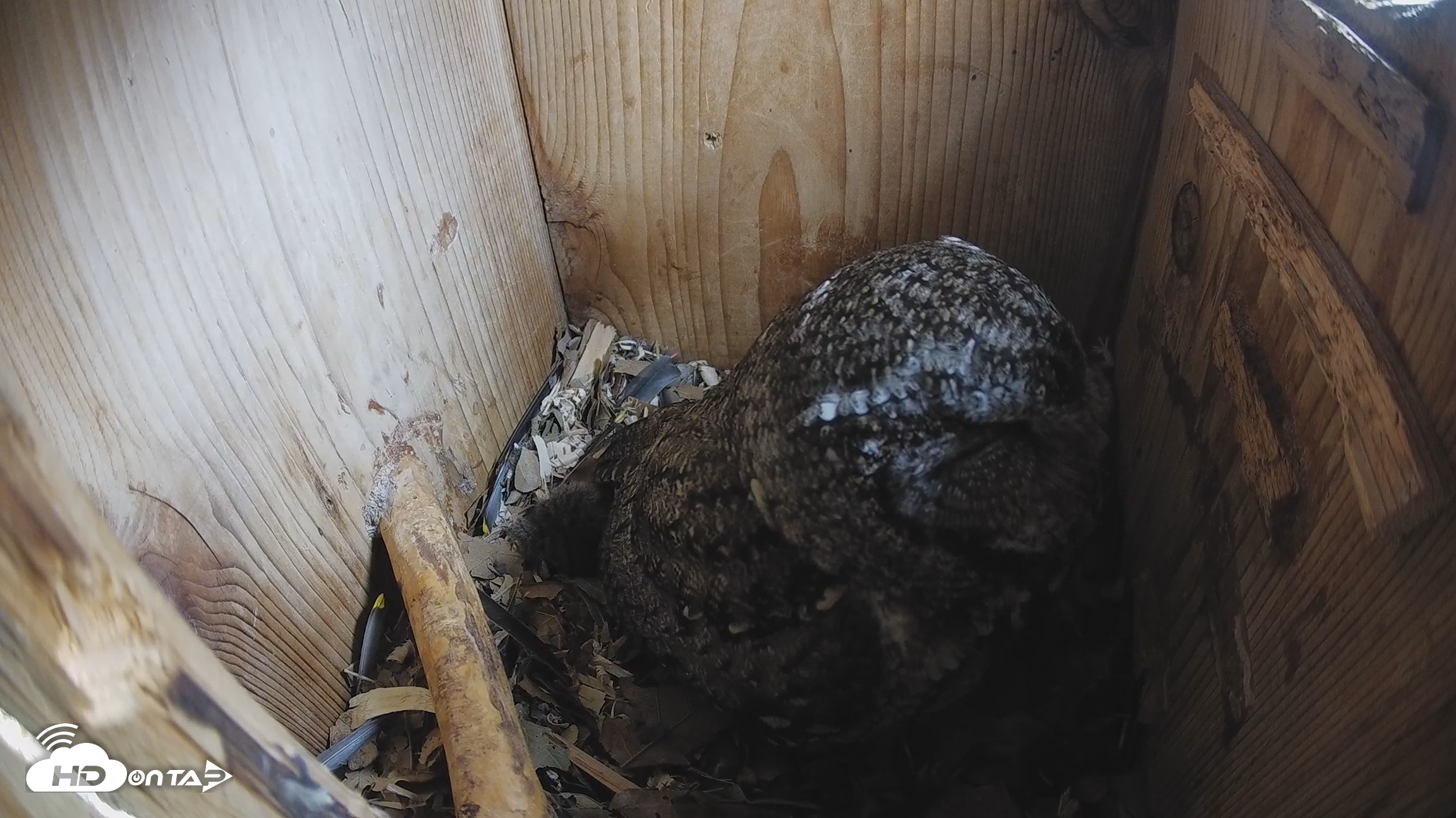 Snapshot of Eastern Screech Owl Nest Box Live Webcam taken Feb 18, 2026, 8:28am CST