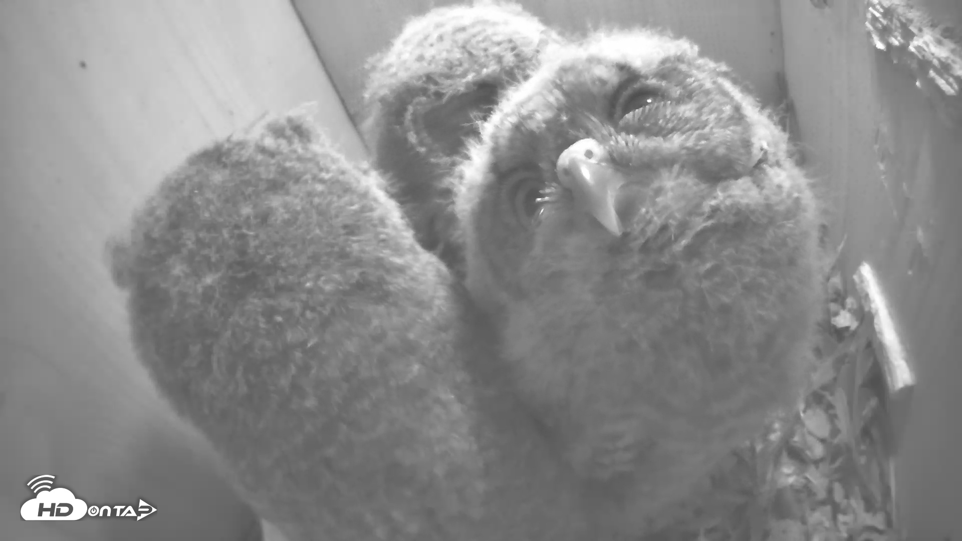 Snapshot of Eastern Screech Owl Nest Box Live Webcam taken Apr 24, 2025, 7:00am CDT
