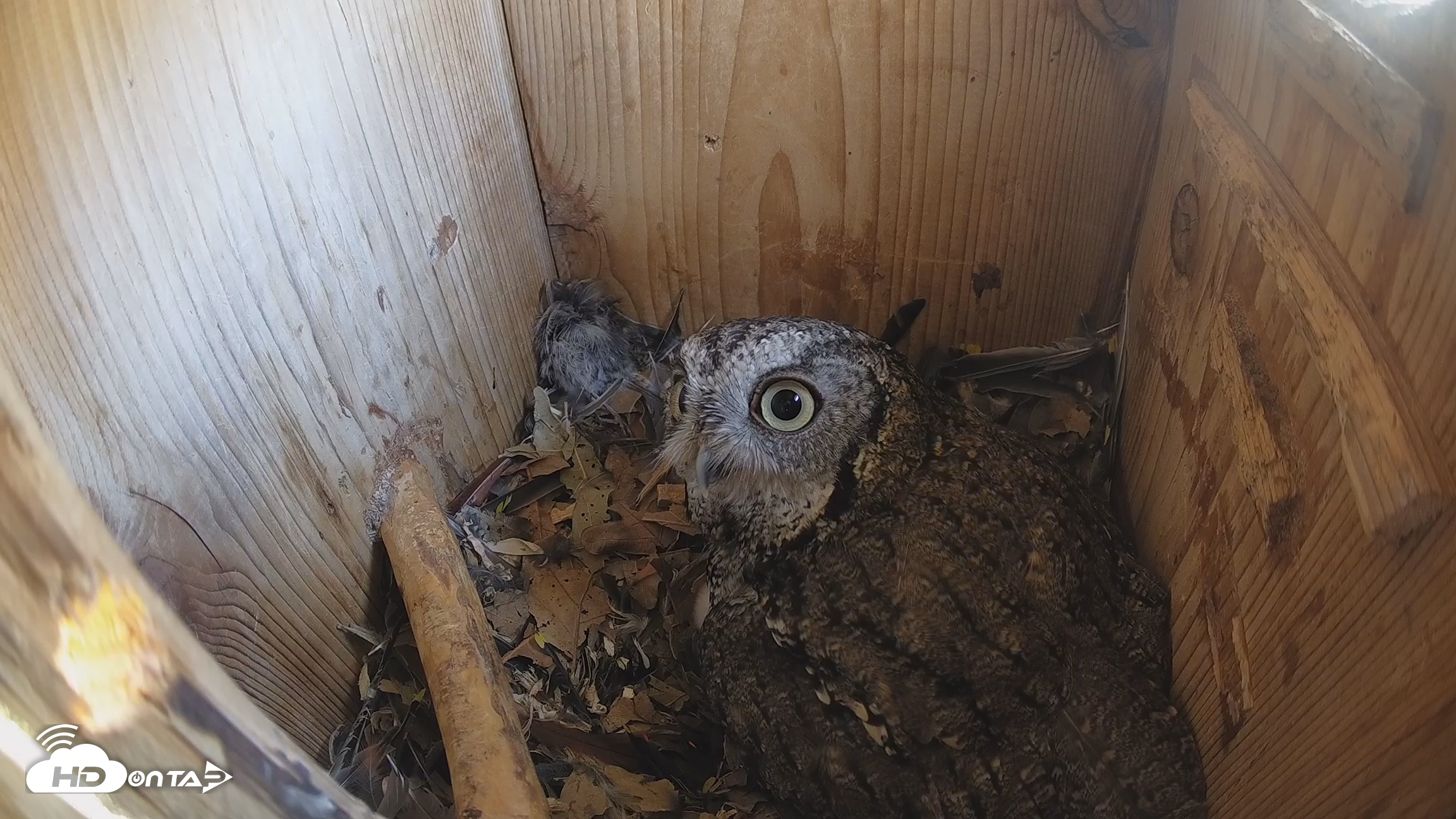 Snapshot of Eastern Screech Owl Nest Box Live Webcam taken Mar 19, 2026, 2:02pm CDT
