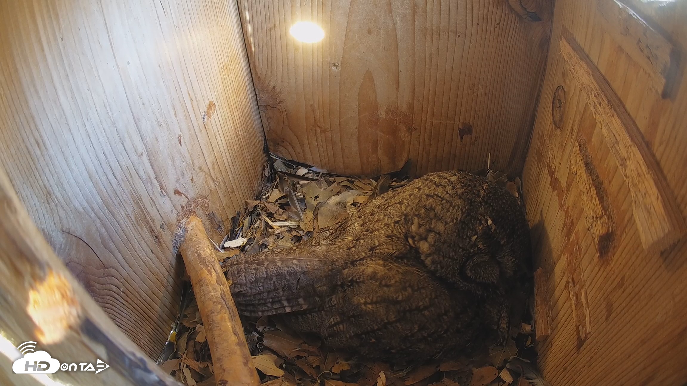 Snapshot of Eastern Screech Owl Nest Box Live Webcam taken Feb 22, 2026, 10:46am CST