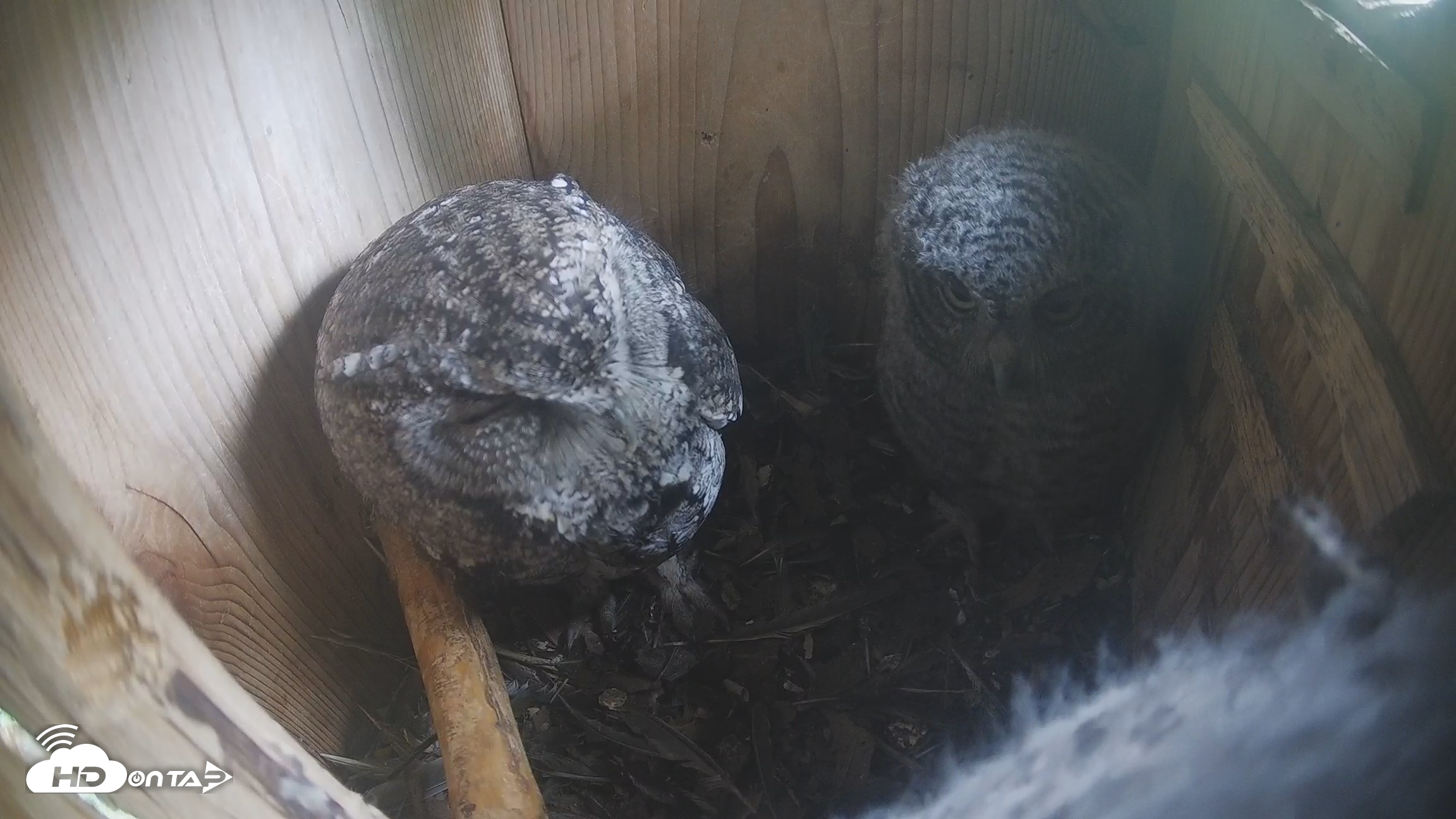 Snapshot of Eastern Screech Owl Nest Box Live Webcam taken Apr 18, 2026, 9:59pm CDT