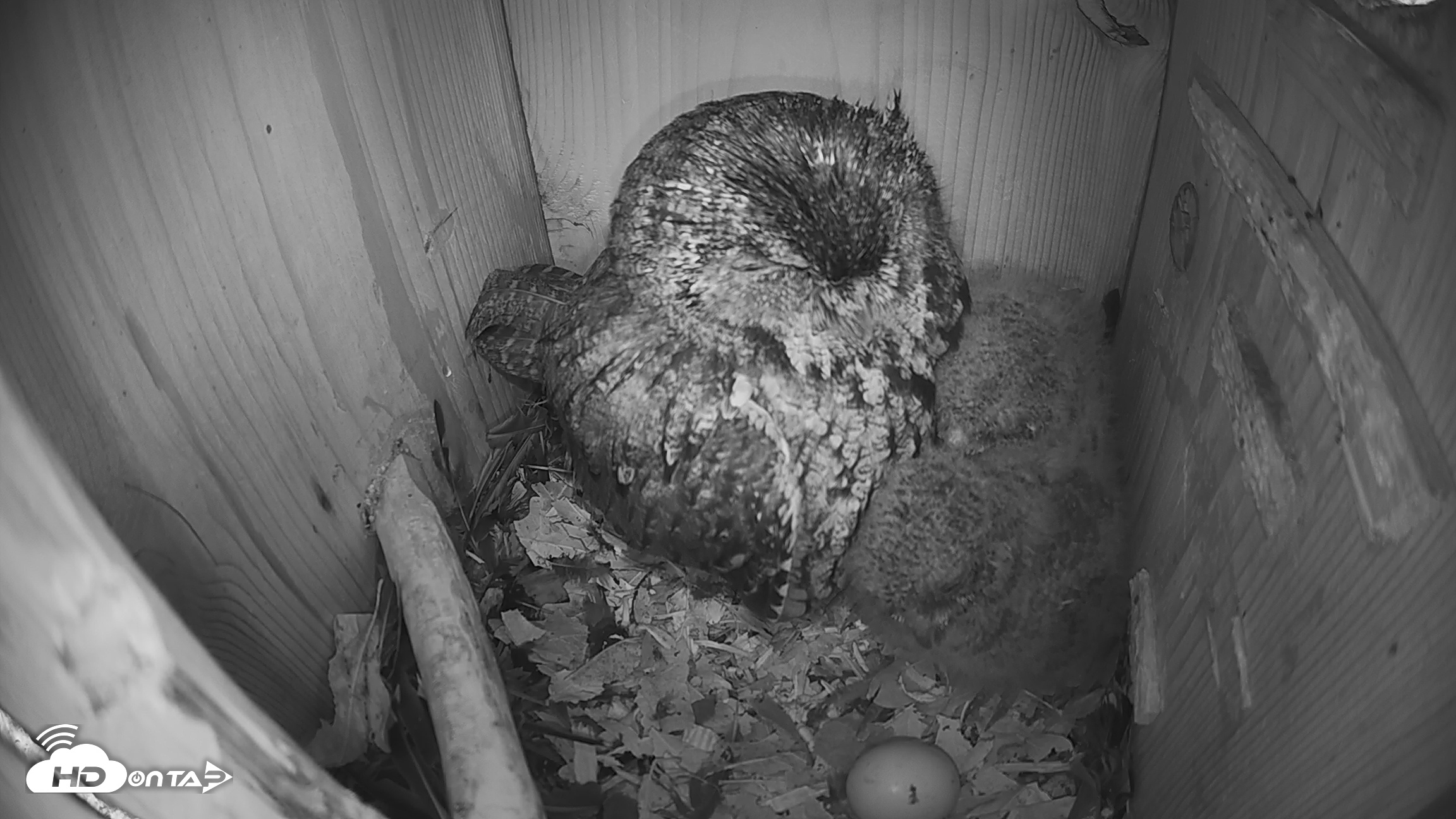 Snapshot of Eastern Screech Owl Nest Box Live Webcam taken Apr 4, 2026, 11:09am CDT