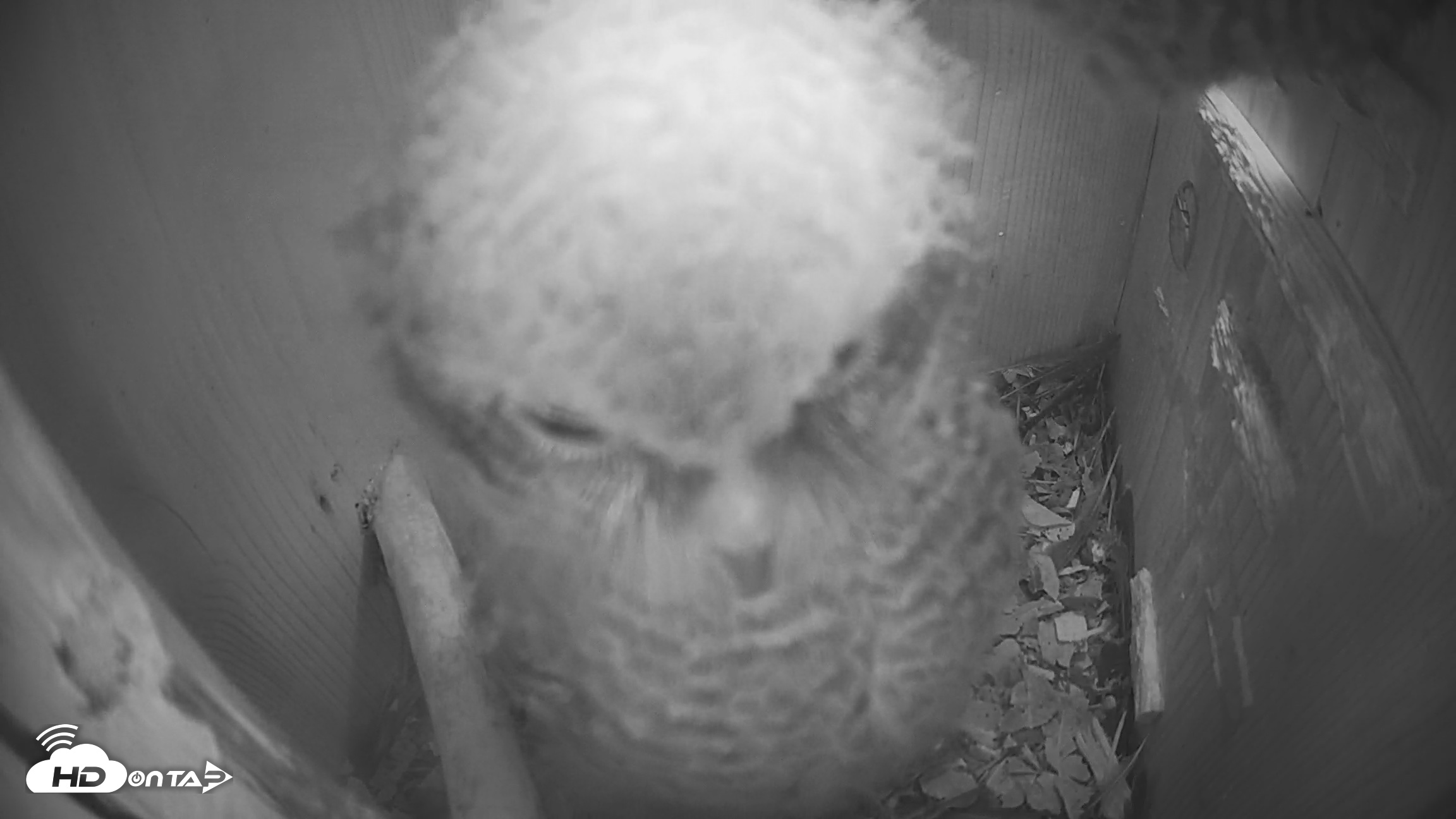 Snapshot of Eastern Screech Owl Nest Box Live Webcam taken Apr 21, 2026, 7:59pm CDT