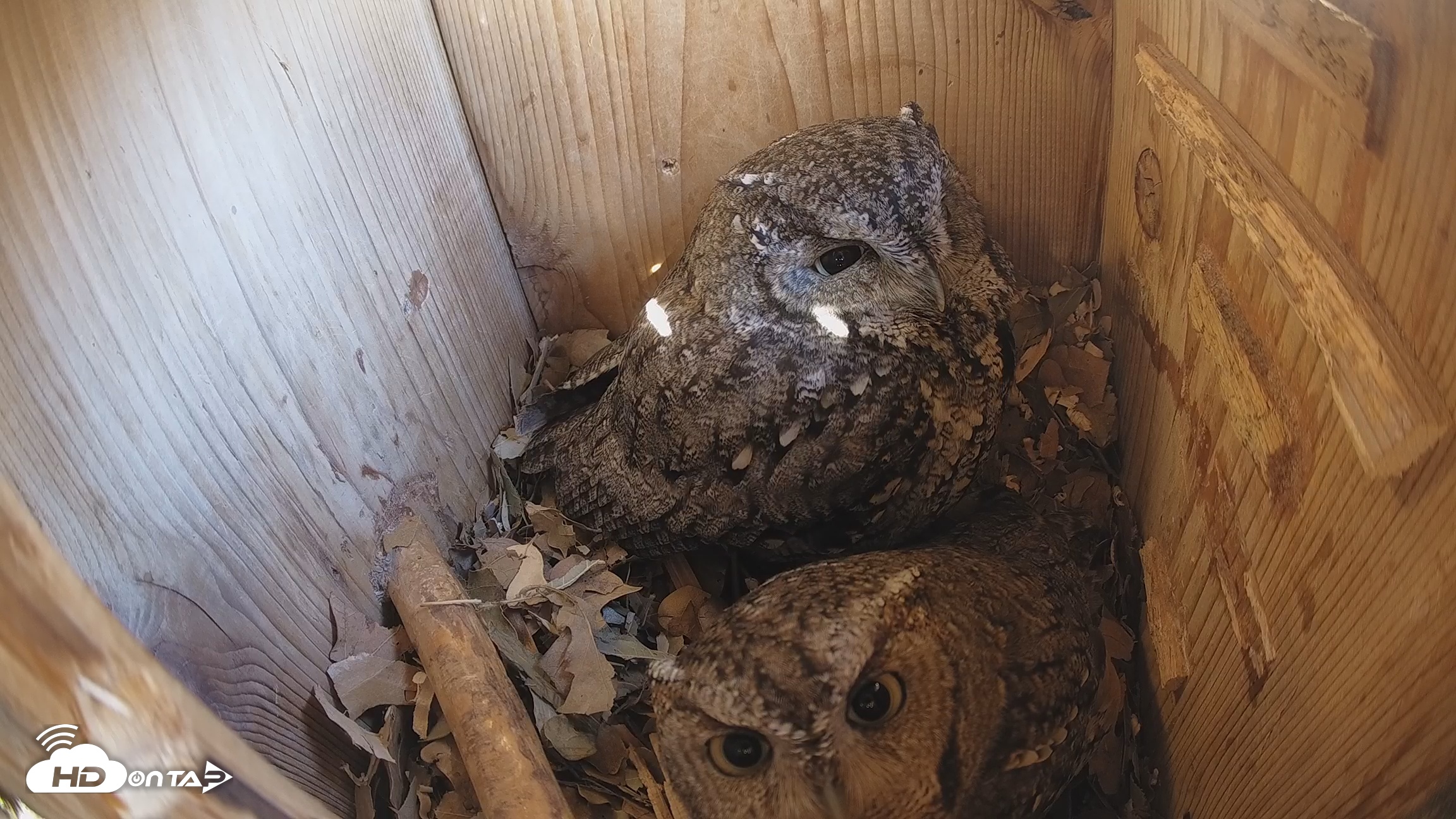 Snapshot of Eastern Screech Owl Nest Box Live Webcam taken Feb 7, 2026, 9:29am CST