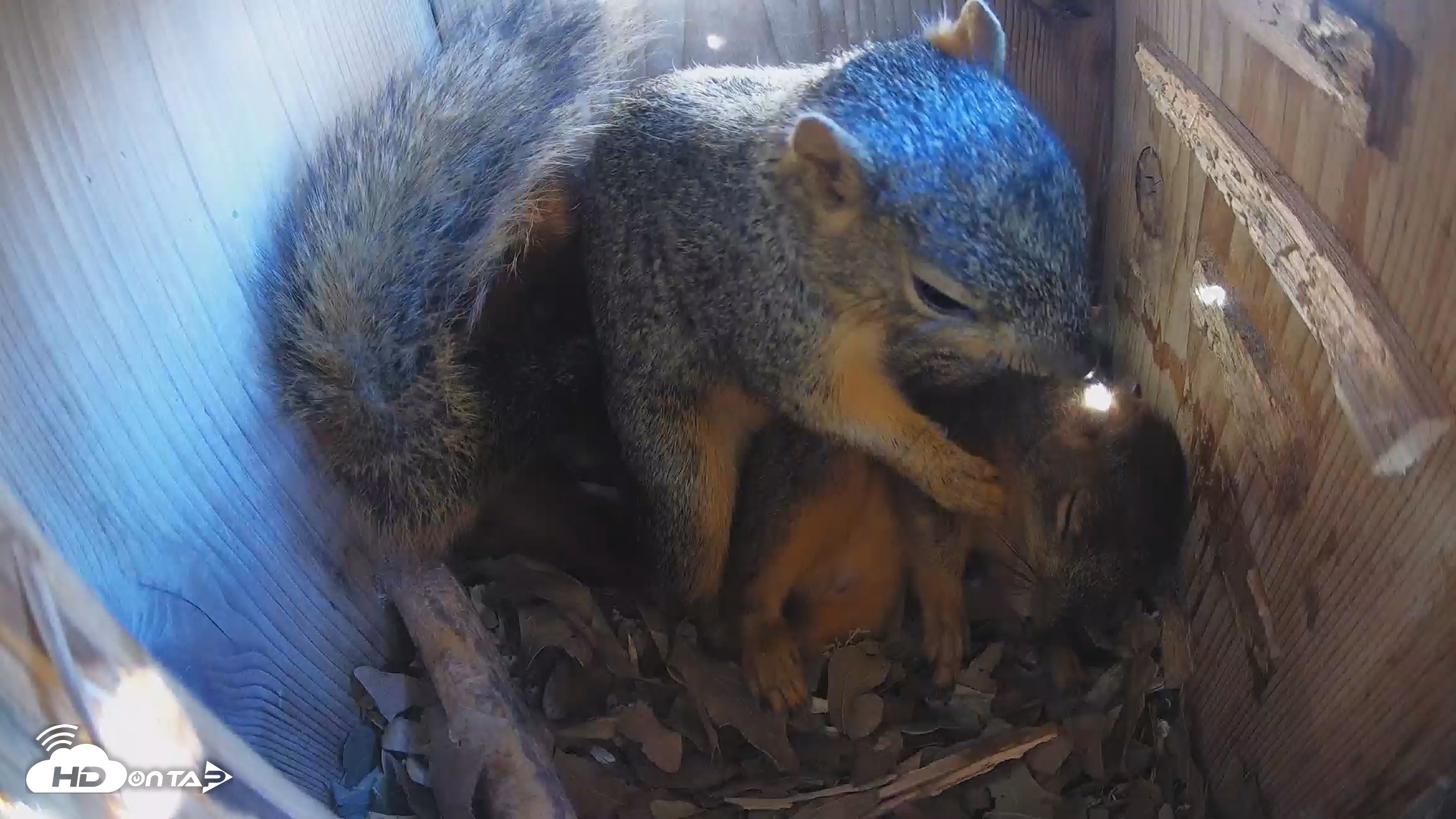 Snapshot of Eastern Screech Owl Nest Box Live Webcam taken Jan 3, 2026, 5:27pm CST