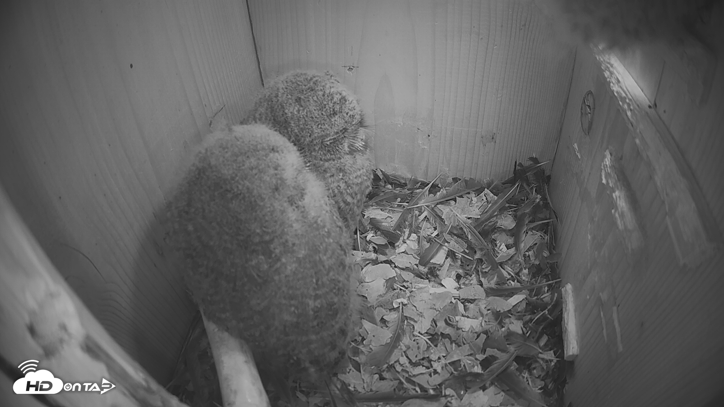 Snapshot of Eastern Screech Owl Nest Box Live Webcam taken Apr 14, 2026, 9:11pm CDT