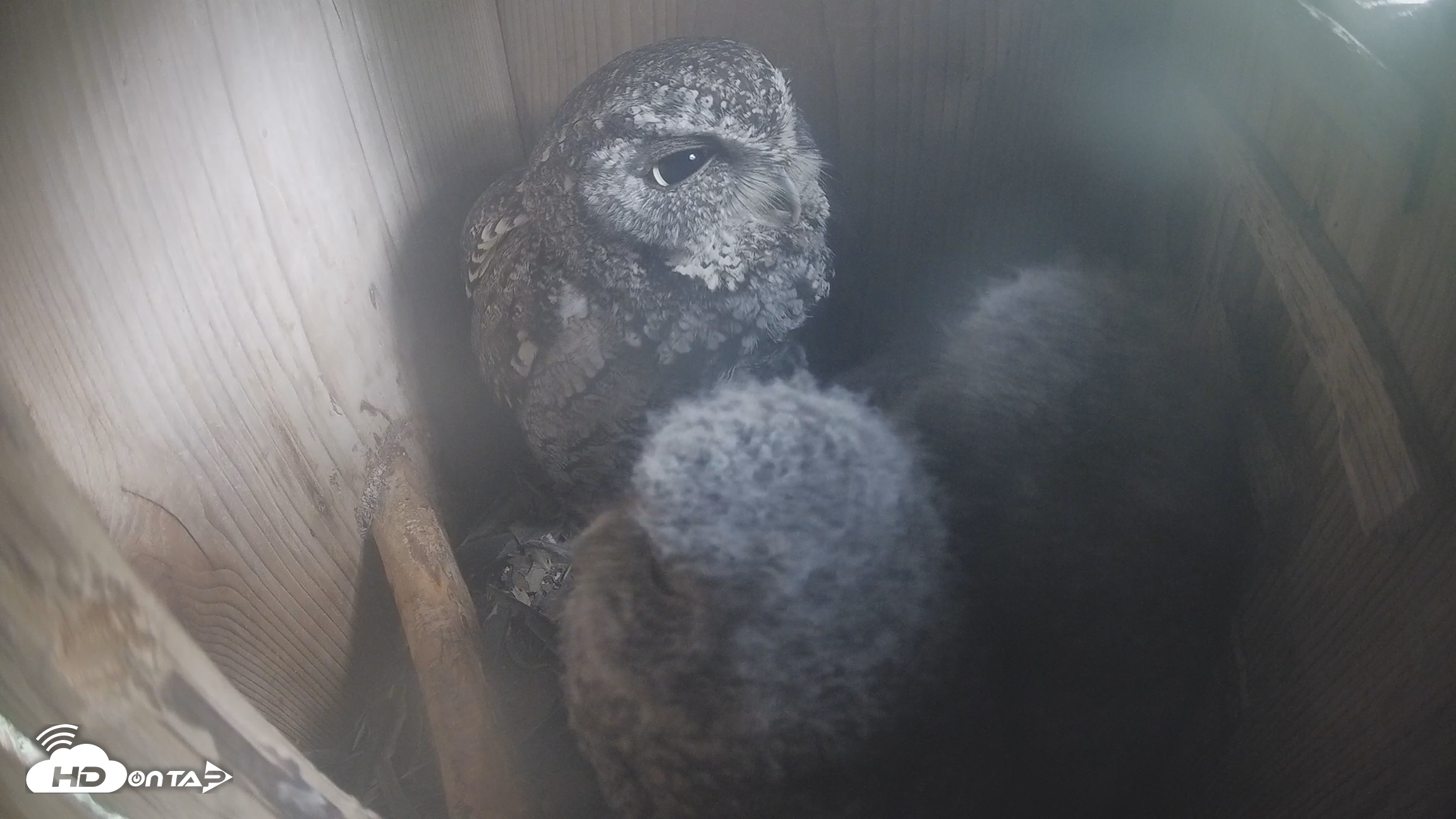 Snapshot of Eastern Screech Owl Nest Box Live Webcam taken Apr 14, 2026, 9:15am CDT