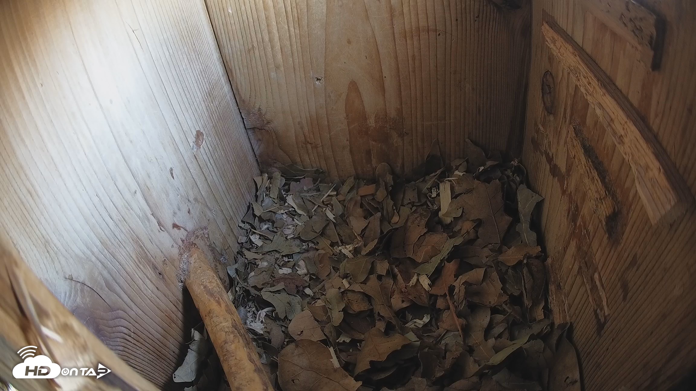 Snapshot of Eastern Screech Owl Nest Box Live Webcam taken Jan 11, 2026, 4:38pm CST