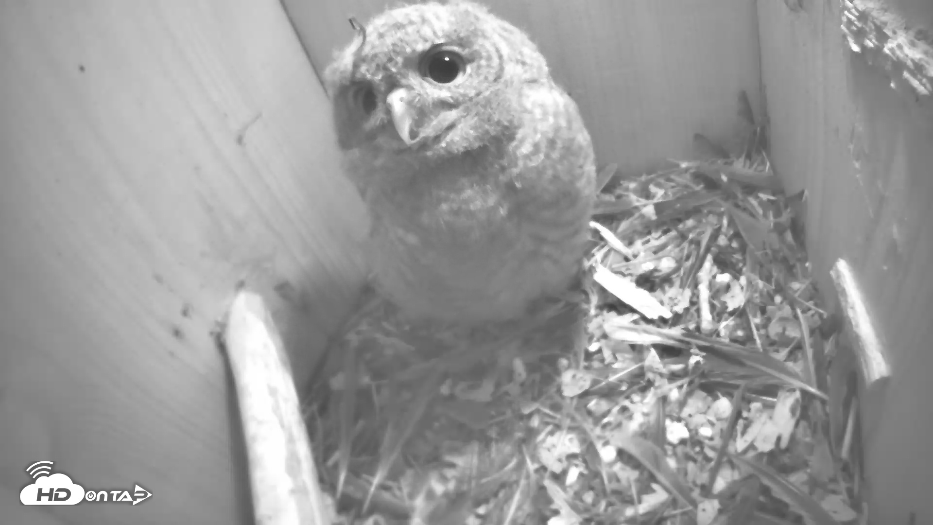 Snapshot of Eastern Screech Owl Nest Box Live Webcam taken May 1, 2025, 10:32pm CDT