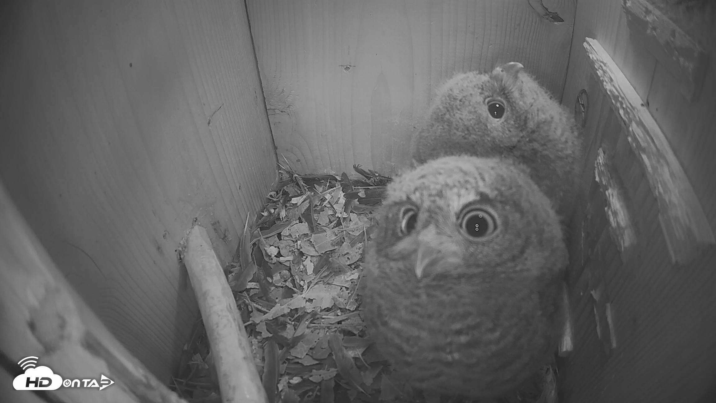 Snapshot of Eastern Screech Owl Nest Box Live Webcam taken Apr 20, 2026, 10:28pm CDT