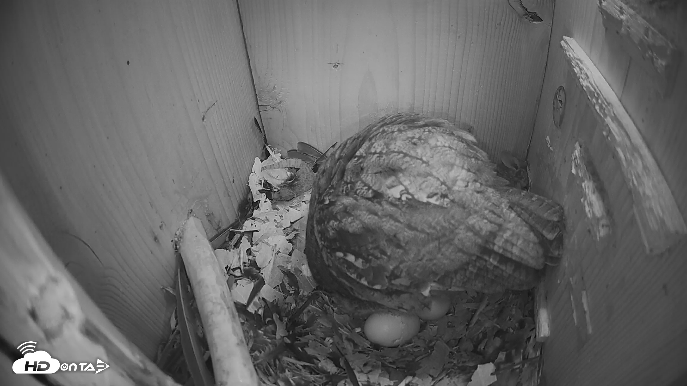 Snapshot of Eastern Screech Owl Nest Box Live Webcam taken Mar 19, 2026, 12:05am CDT