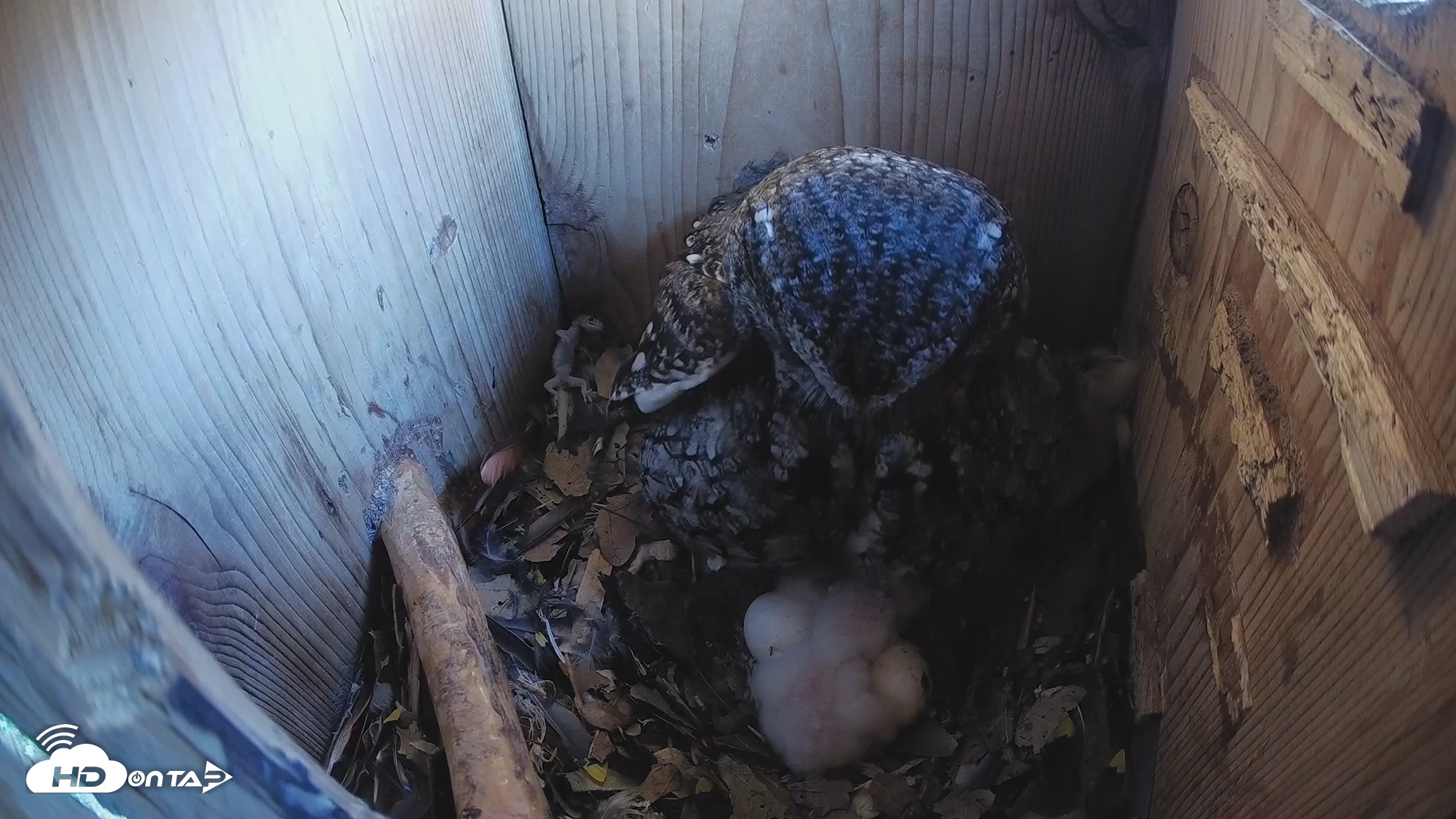 Snapshot of Eastern Screech Owl Nest Box Live Webcam taken Mar 20, 2026, 8:27am CDT