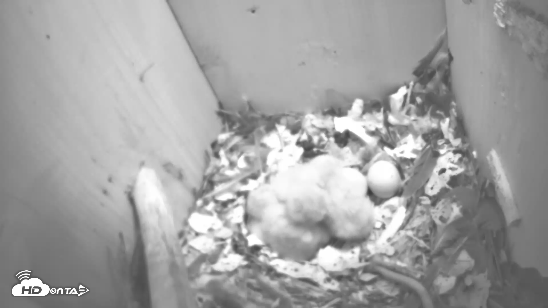 Snapshot of Eastern Screech Owl Nest Box Live Webcam taken Apr 1, 2025, 8:24pm CDT