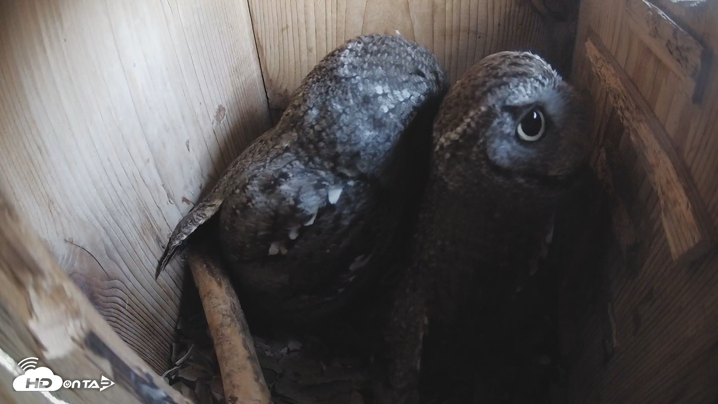 Snapshot of Eastern Screech Owl Nest Box Live Webcam taken Feb 12, 2026, 12:29pm CST