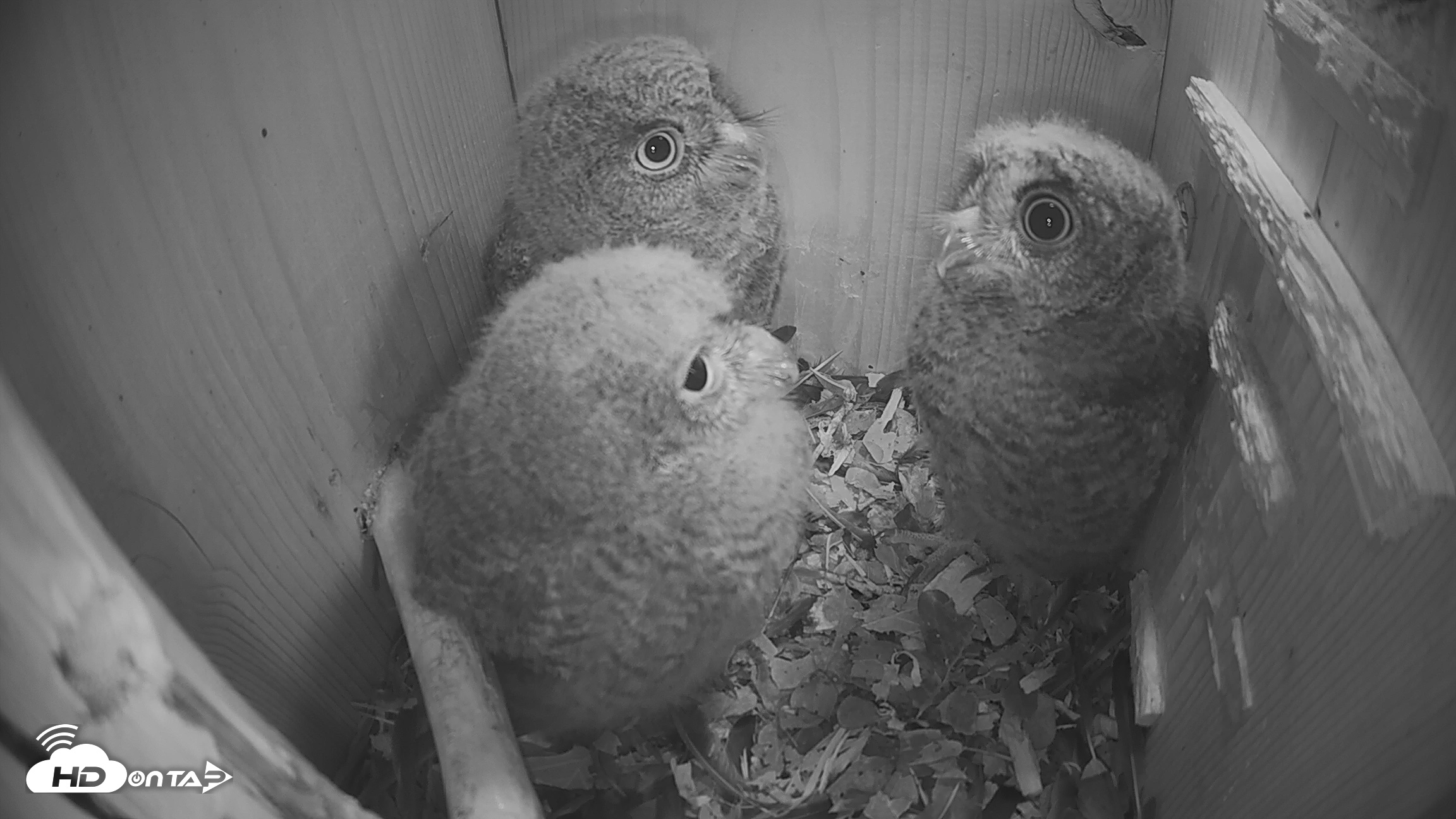 Snapshot of Eastern Screech Owl Nest Box Live Webcam taken Apr 14, 2026, 11:54pm CDT