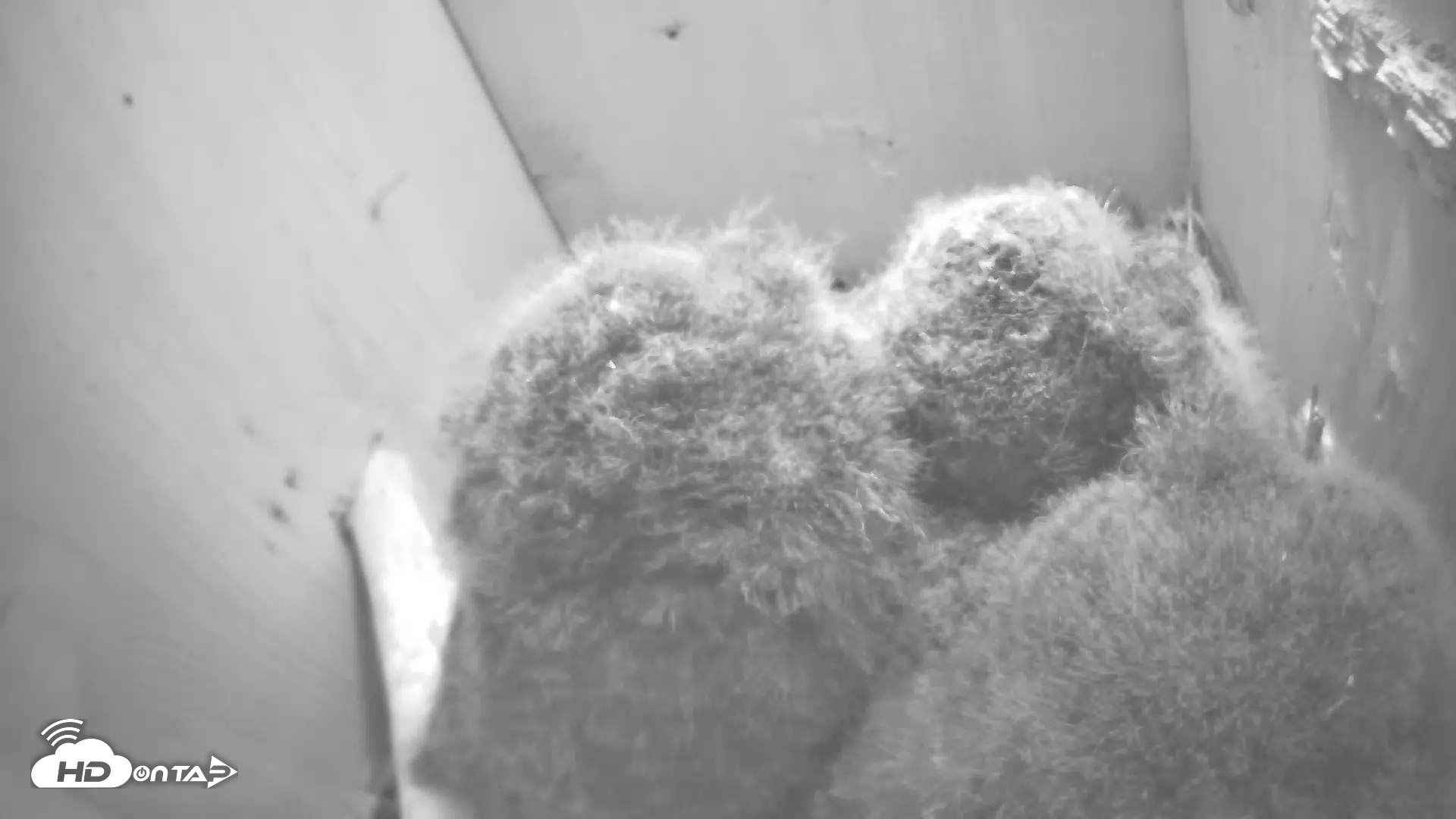 Snapshot of Eastern Screech Owl Nest Box Live Webcam taken Apr 21, 2025, 10:45pm CDT