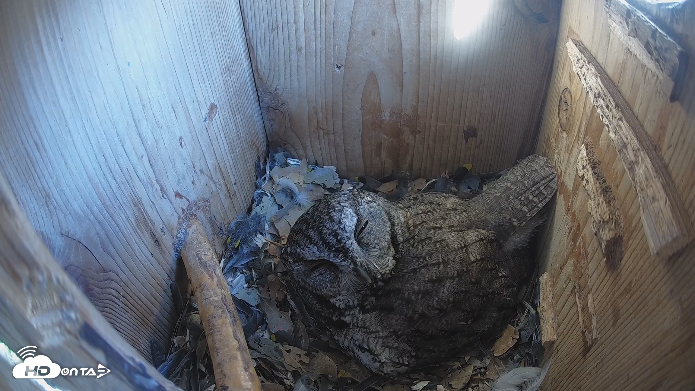 Snapshot of Eastern Screech Owl Nest Box Live Webcam taken Mar 15, 2026, 10:19am CDT