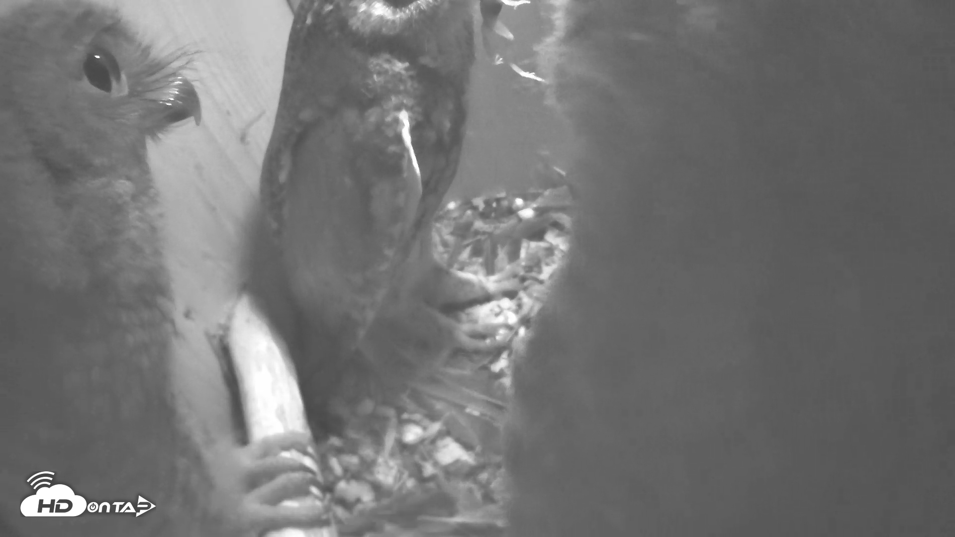 Snapshot of Eastern Screech Owl Nest Box Live Webcam taken Apr 28, 2025, 6:35am CDT