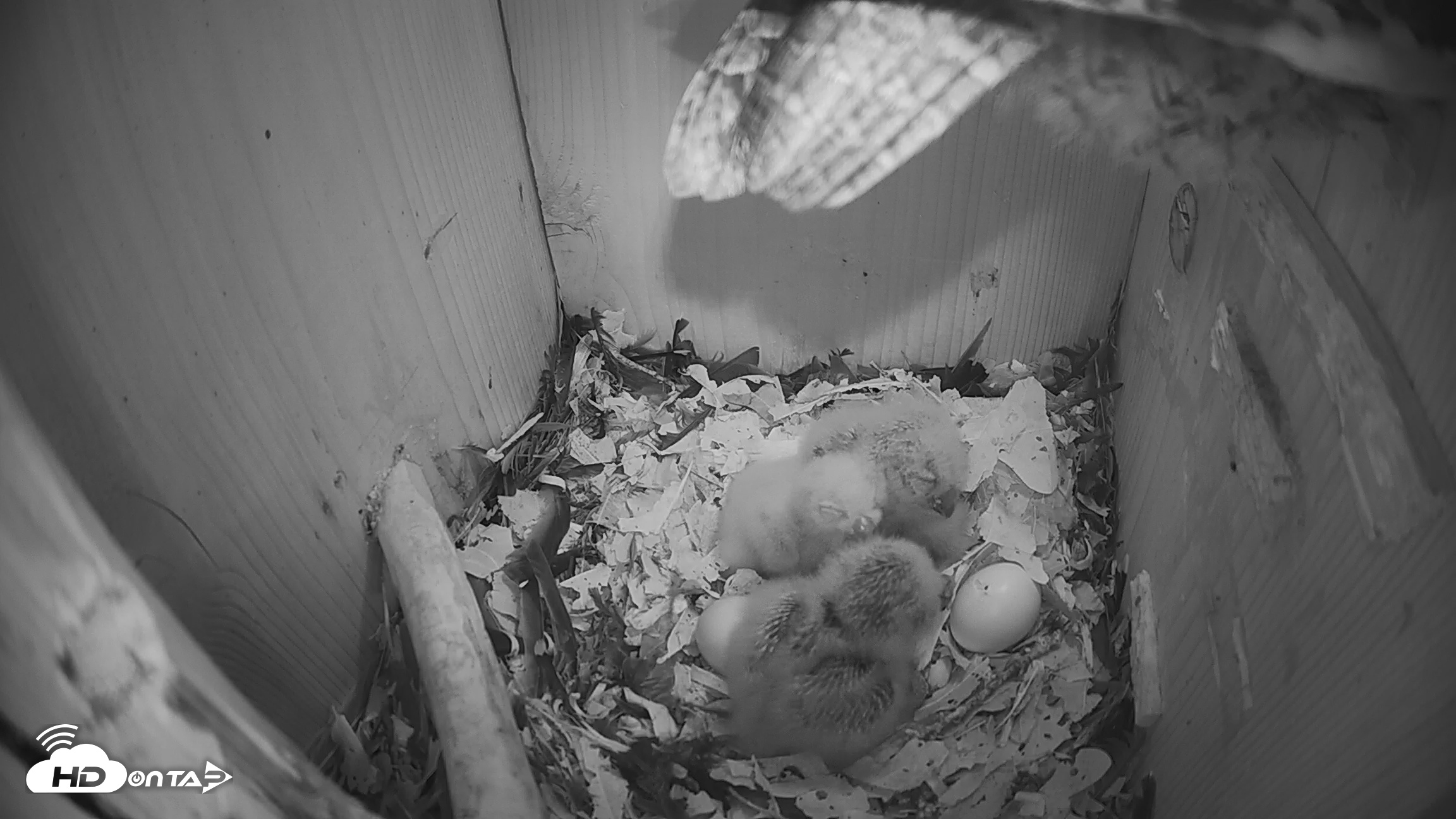Snapshot of Eastern Screech Owl Nest Box Live Webcam taken Mar 26, 2026, 6:53am CDT