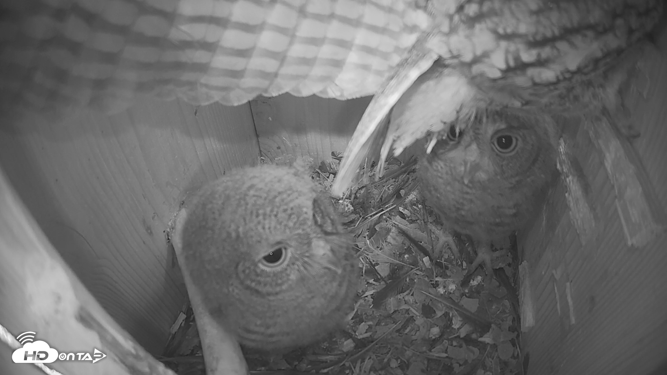 Snapshot of Eastern Screech Owl Nest Box Live Webcam taken Apr 22, 2026, 11:55am CDT