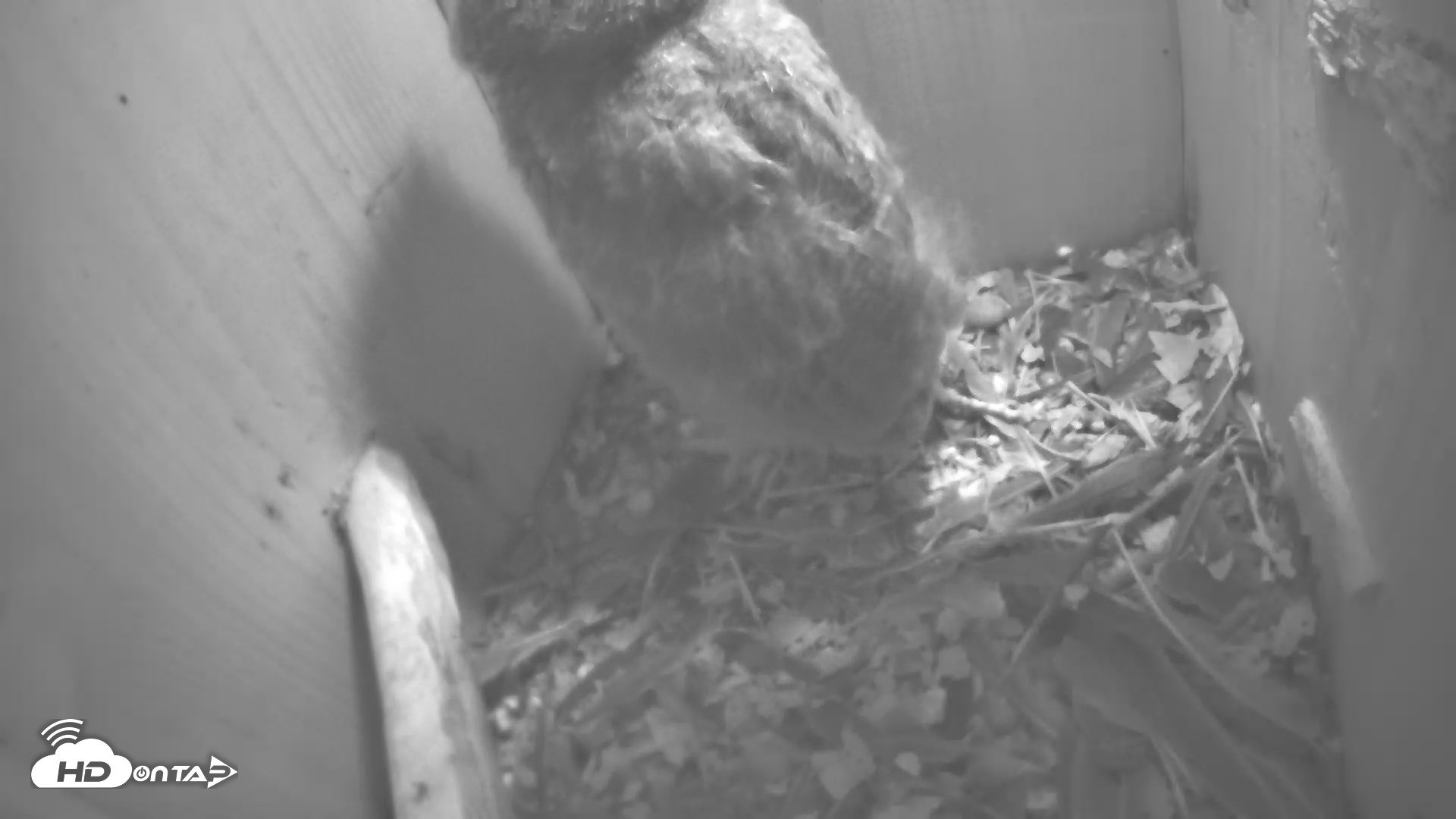 Snapshot of Eastern Screech Owl Nest Box Live Webcam taken Apr 29, 2025, 6:36am CDT