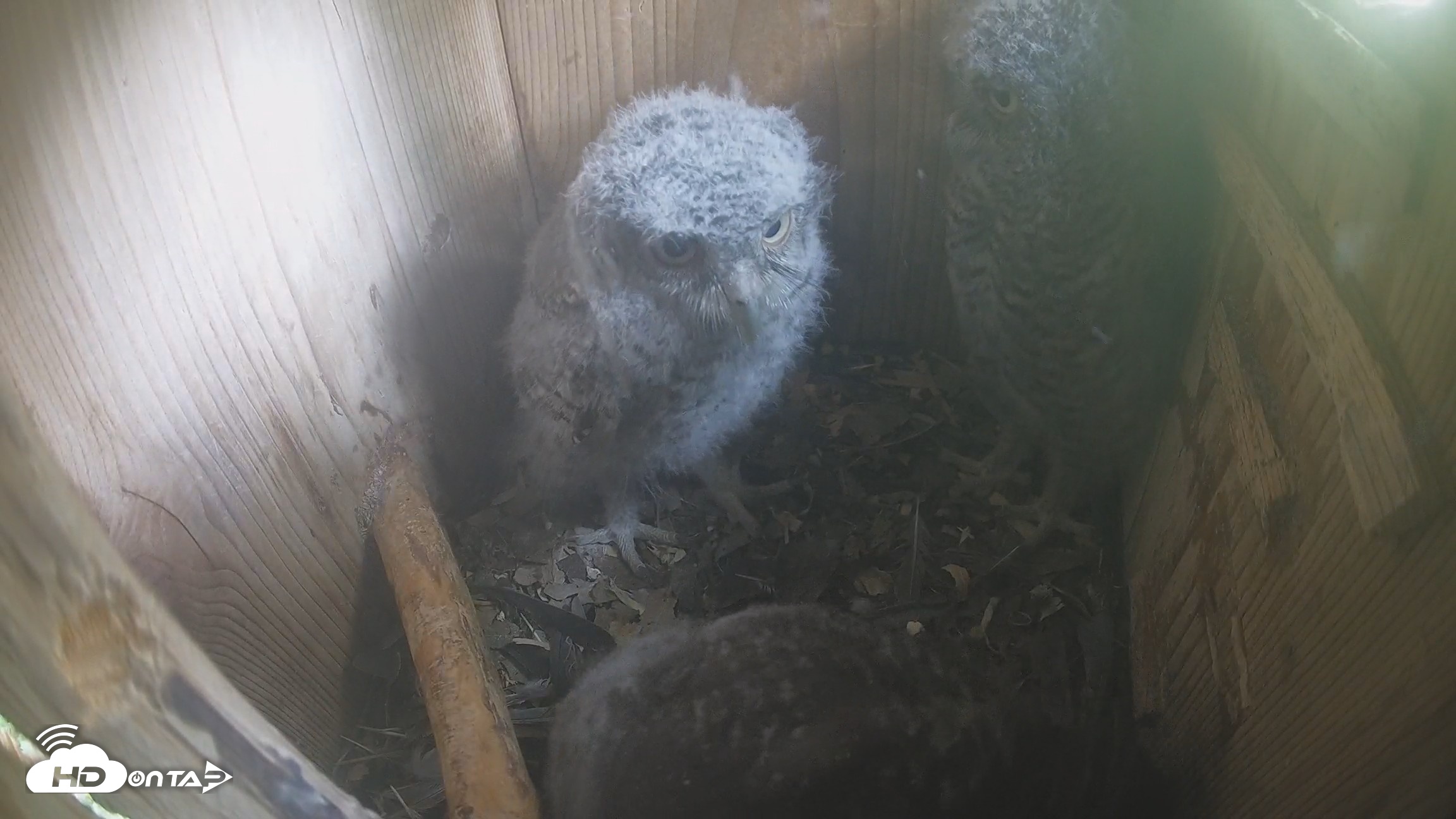 Snapshot of Eastern Screech Owl Nest Box Live Webcam taken Apr 16, 2026, 11:34am CDT
