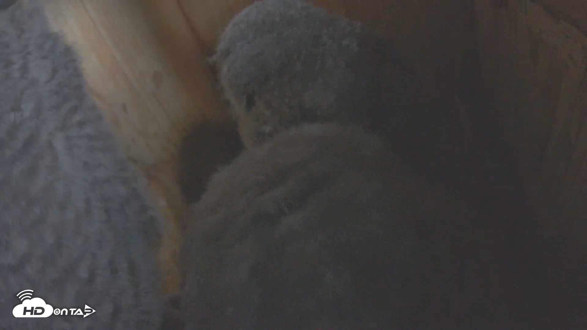Snapshot of Eastern Screech Owl Nest Box Live Webcam taken Apr 28, 2025, 7:04am CDT