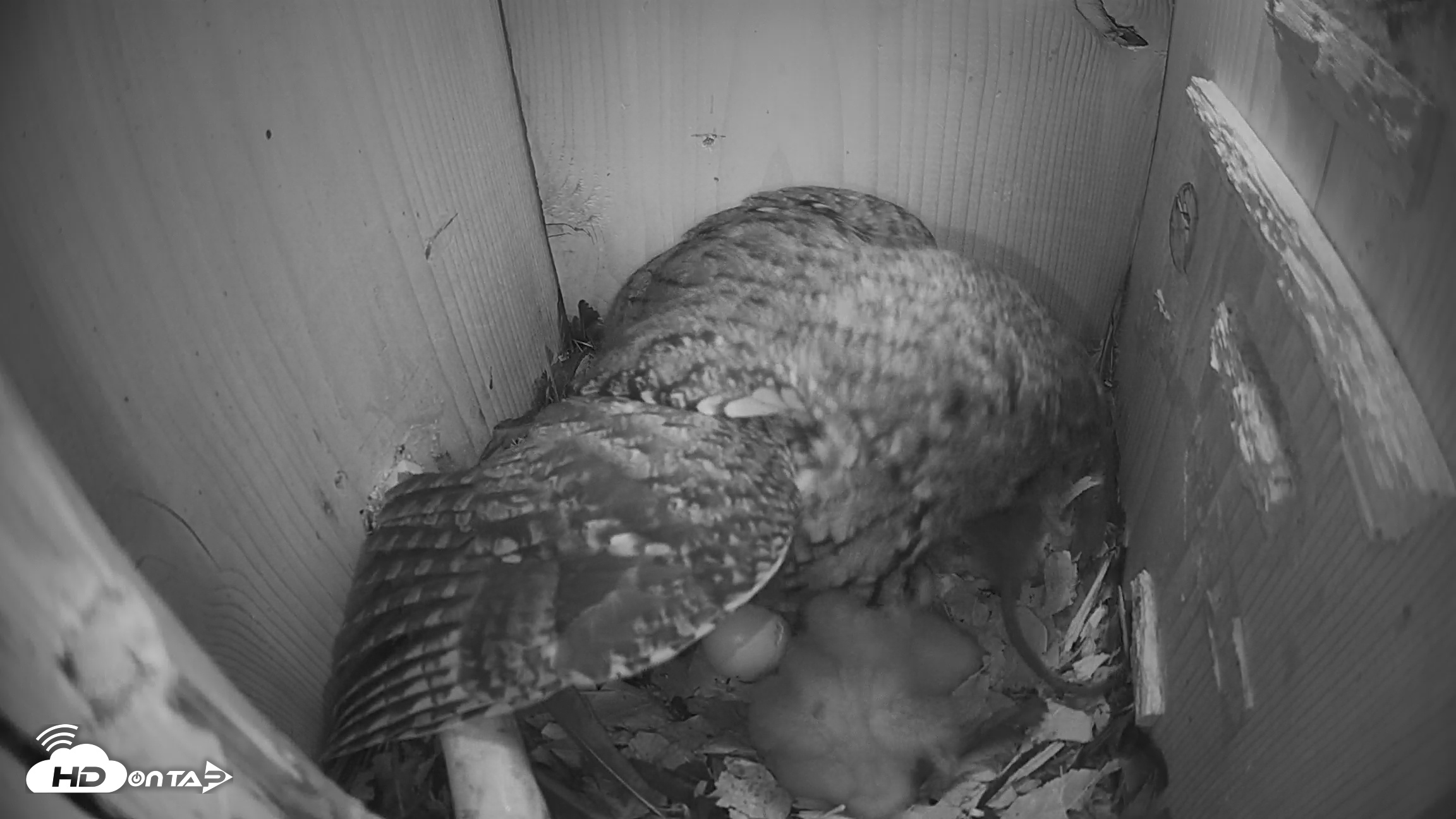 Snapshot of Eastern Screech Owl Nest Box Live Webcam taken Mar 24, 2026, 2:20am CDT