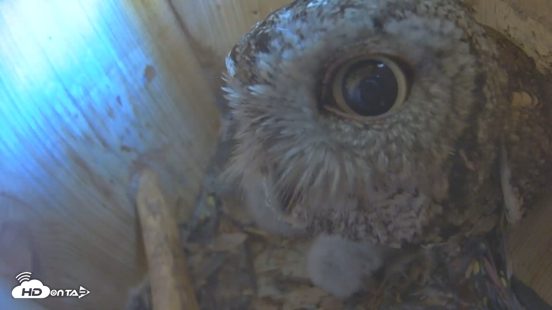 Snapshot of Eastern Screech Owl Nest Box Live Webcam taken Apr 9, 2025, 2:45pm CDT
