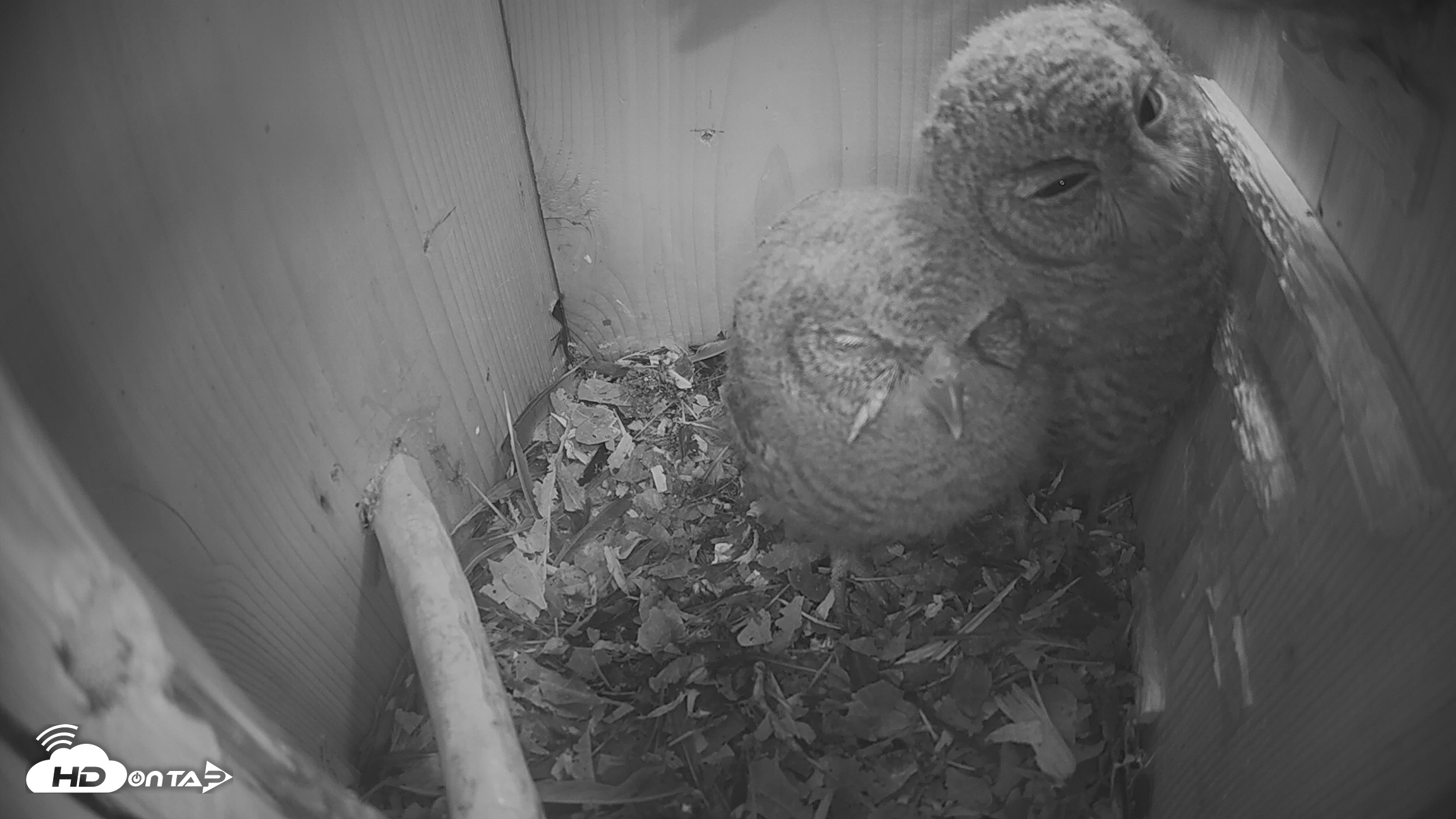 Snapshot of Eastern Screech Owl Nest Box Live Webcam taken Apr 21, 2026, 9:53pm CDT