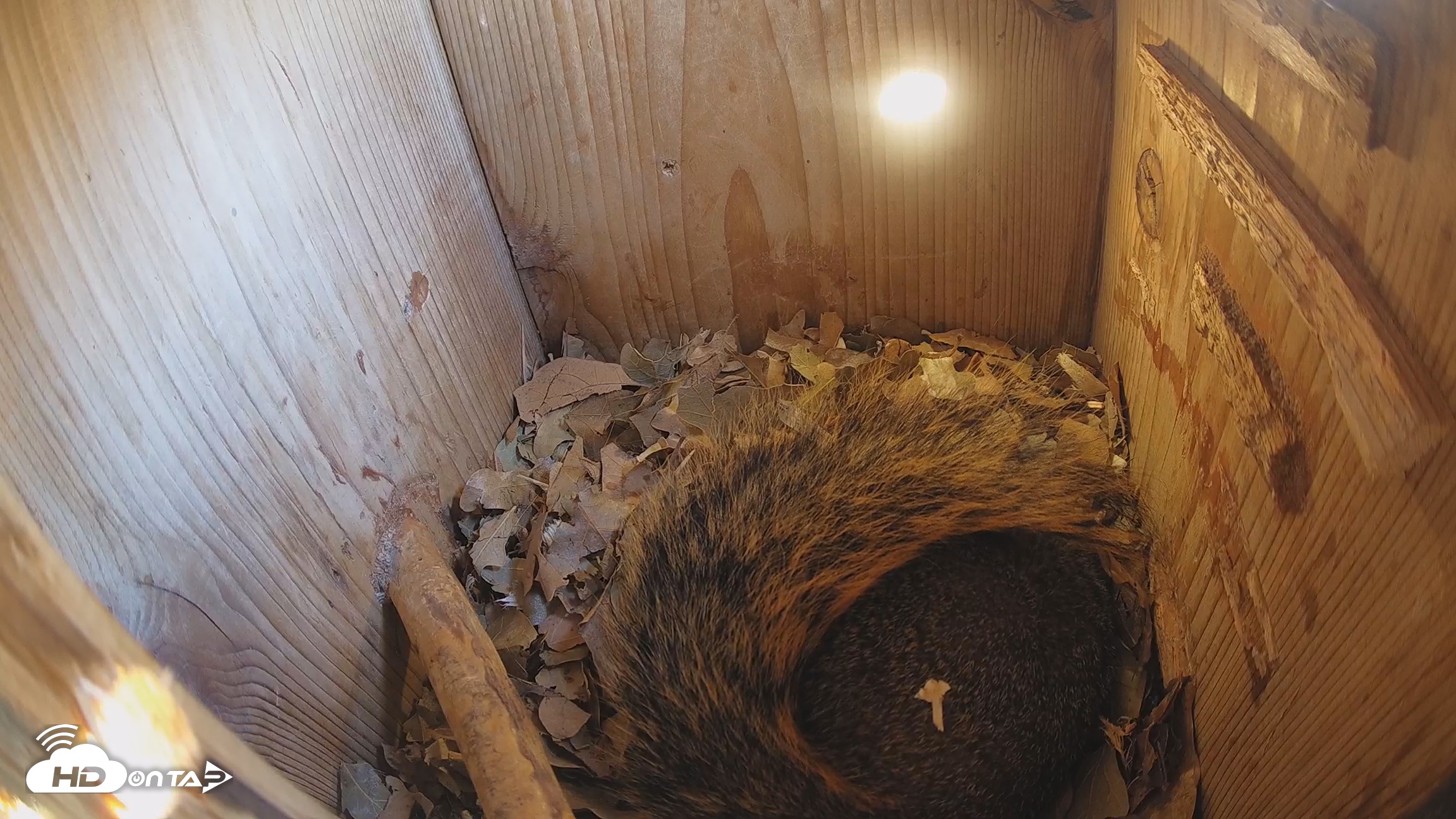Snapshot of Eastern Screech Owl Nest Box Live Webcam taken Jan 31, 2026, 11:54am CST