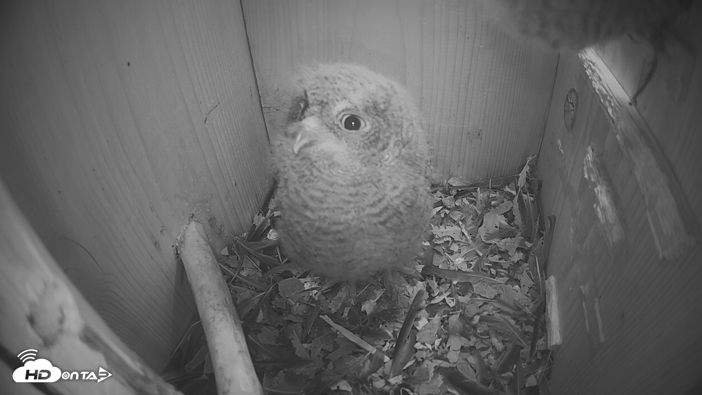 Snapshot of Eastern Screech Owl Nest Box Live Webcam taken Apr 19, 2026, 8:55pm CDT