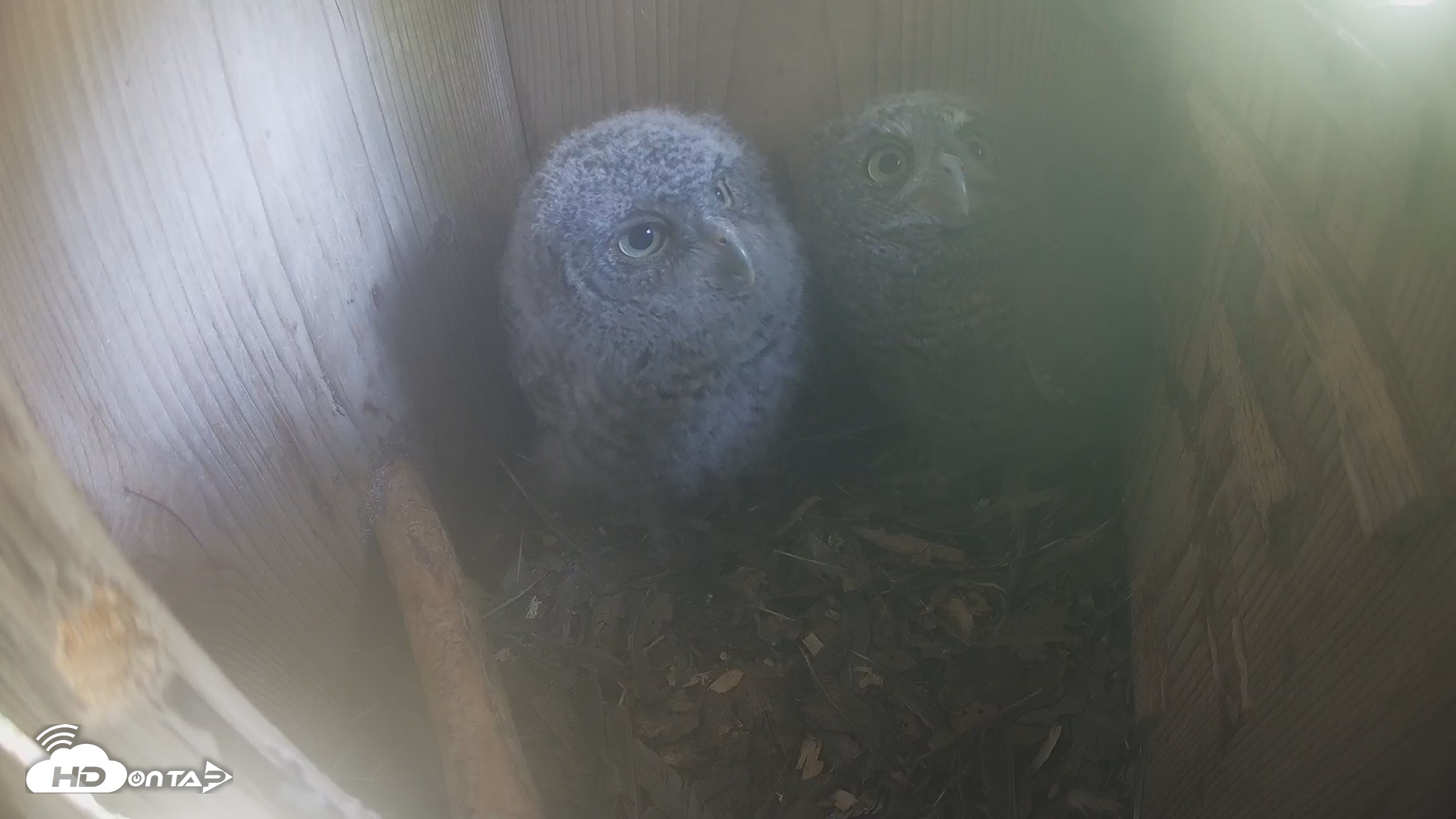 Snapshot of Eastern Screech Owl Nest Box Live Webcam taken Apr 19, 2026, 5:03pm CDT