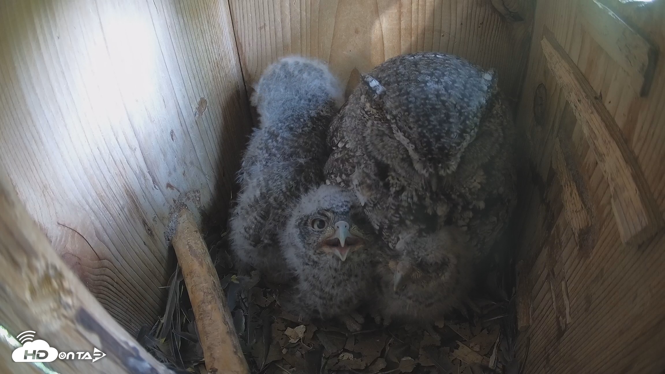 Snapshot of Eastern Screech Owl Nest Box Live Webcam taken Apr 7, 2026, 10:39am CDT