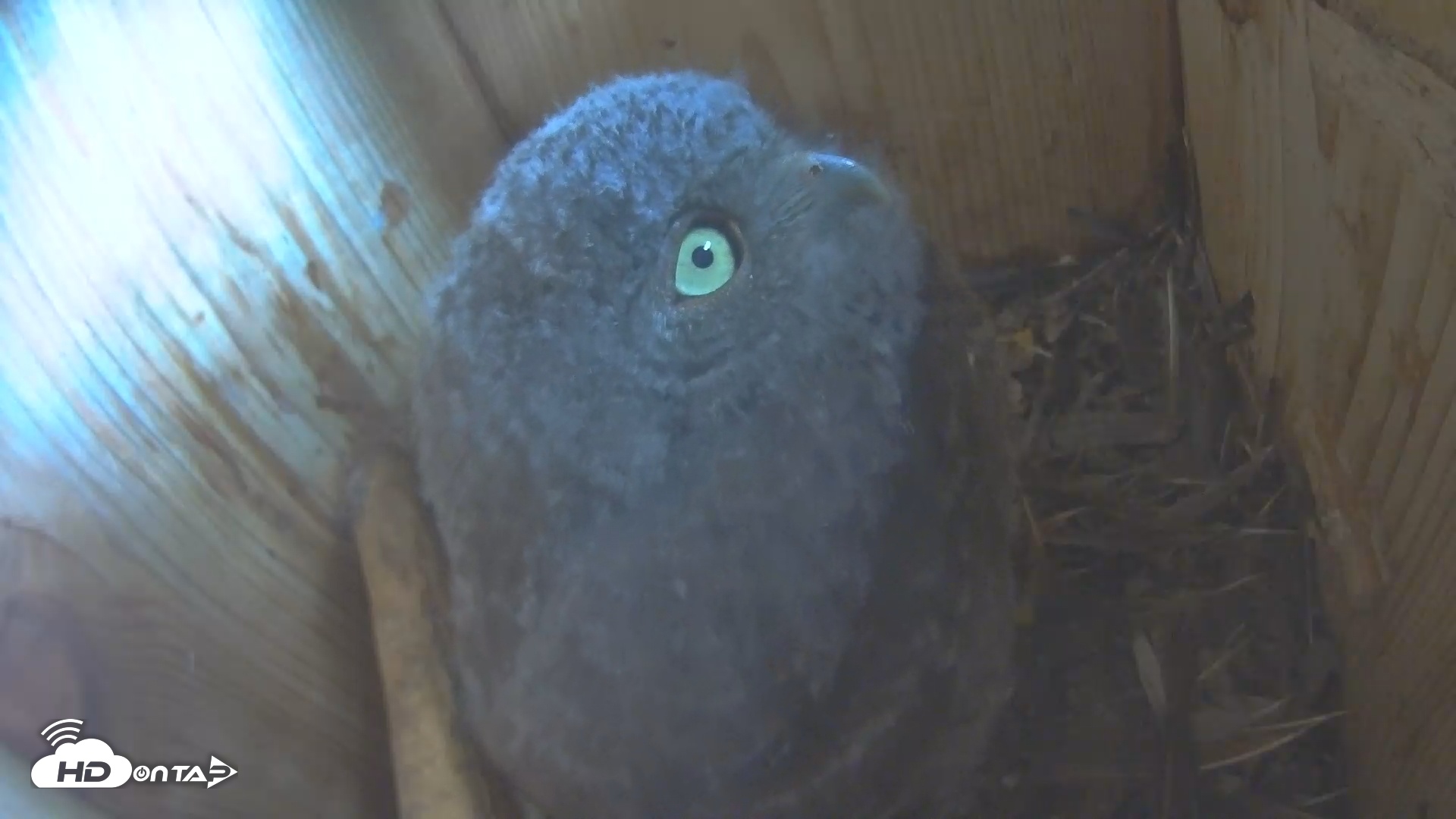 Snapshot of Eastern Screech Owl Nest Box Live Webcam taken May 2, 2025, 4:21pm CDT