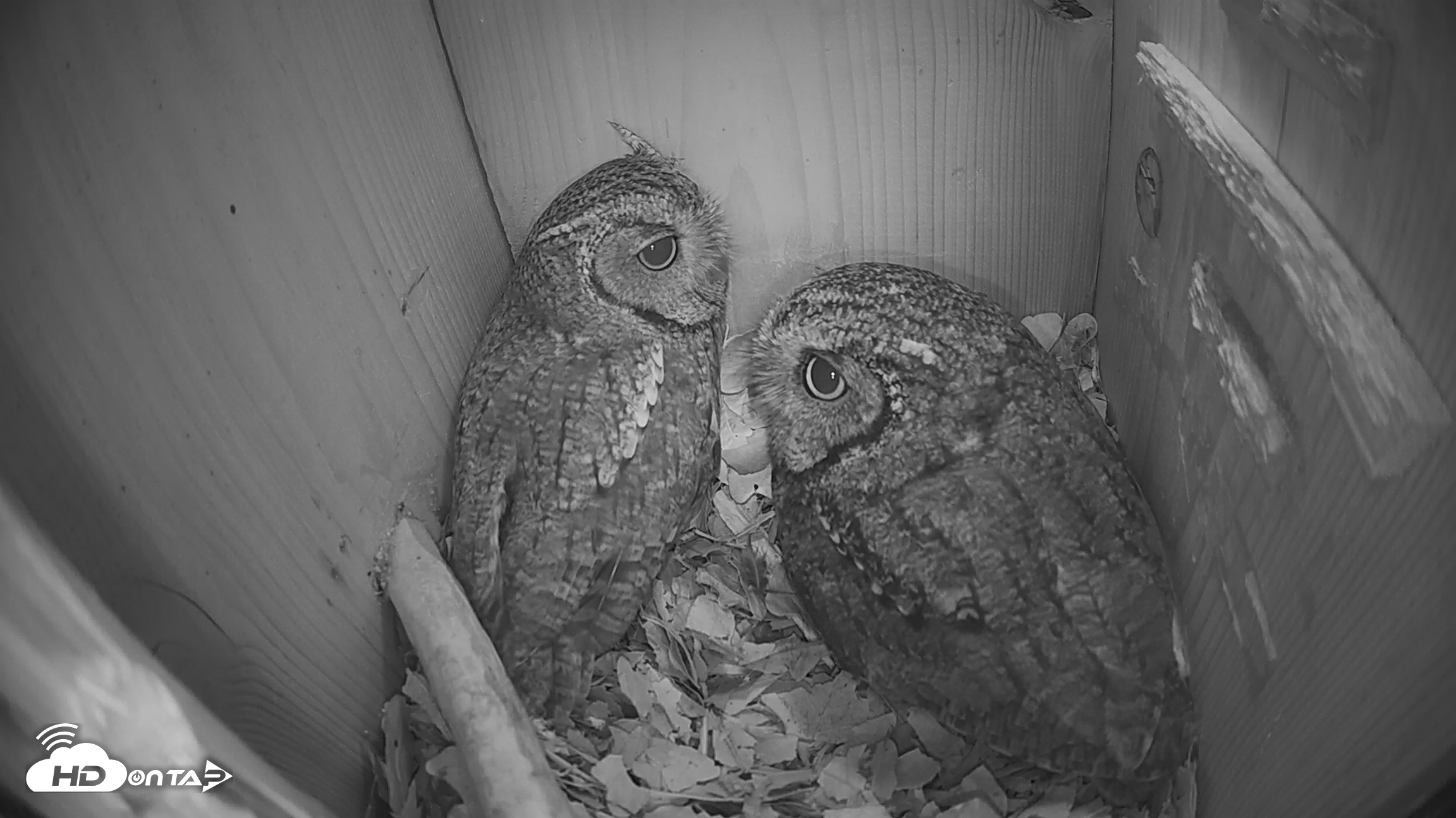 Snapshot of Eastern Screech Owl Nest Box Live Webcam taken Feb 7, 2026, 8:05am CST