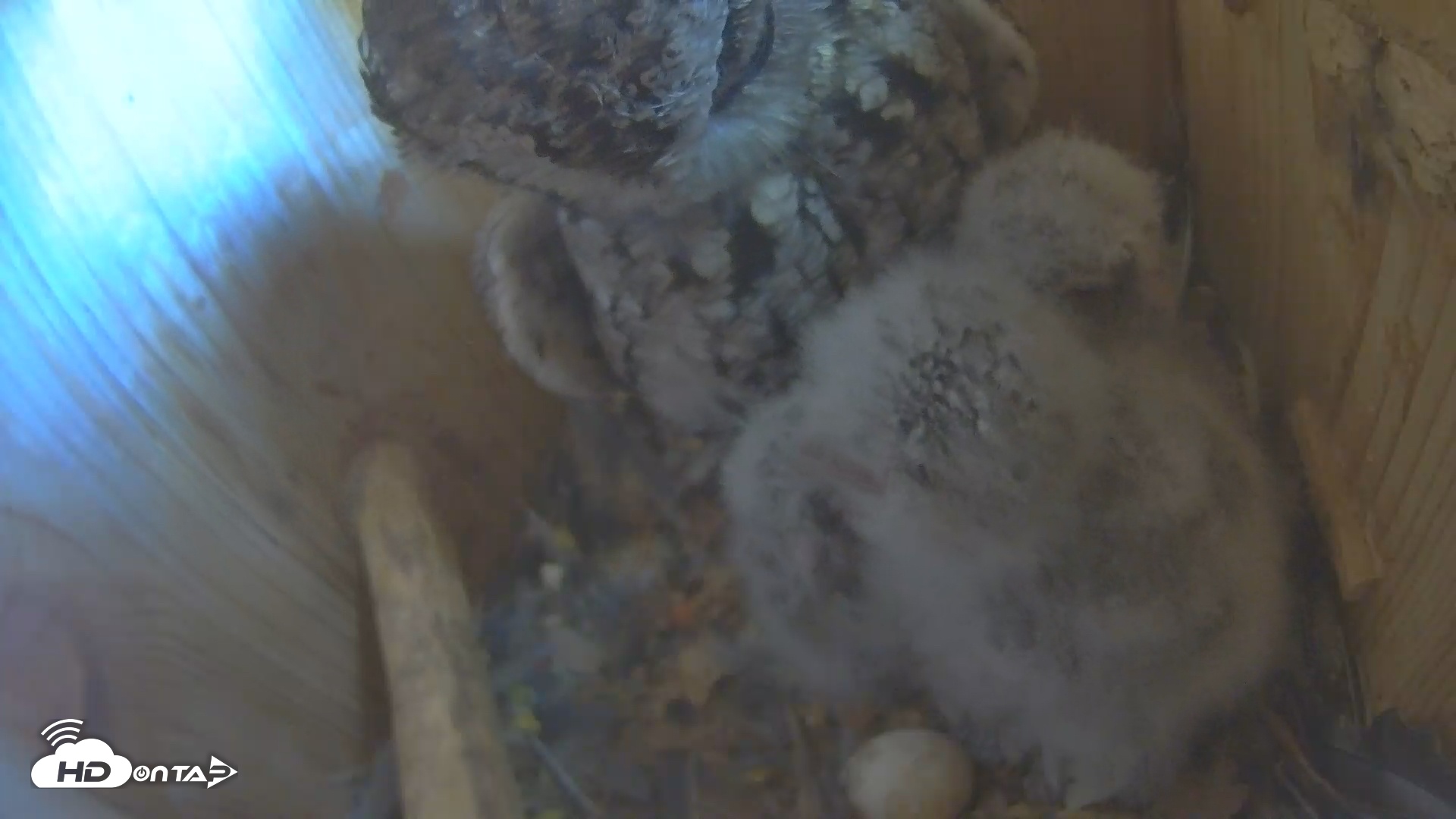 Snapshot of Eastern Screech Owl Nest Box Live Webcam taken Apr 12, 2025, 10:42am CDT