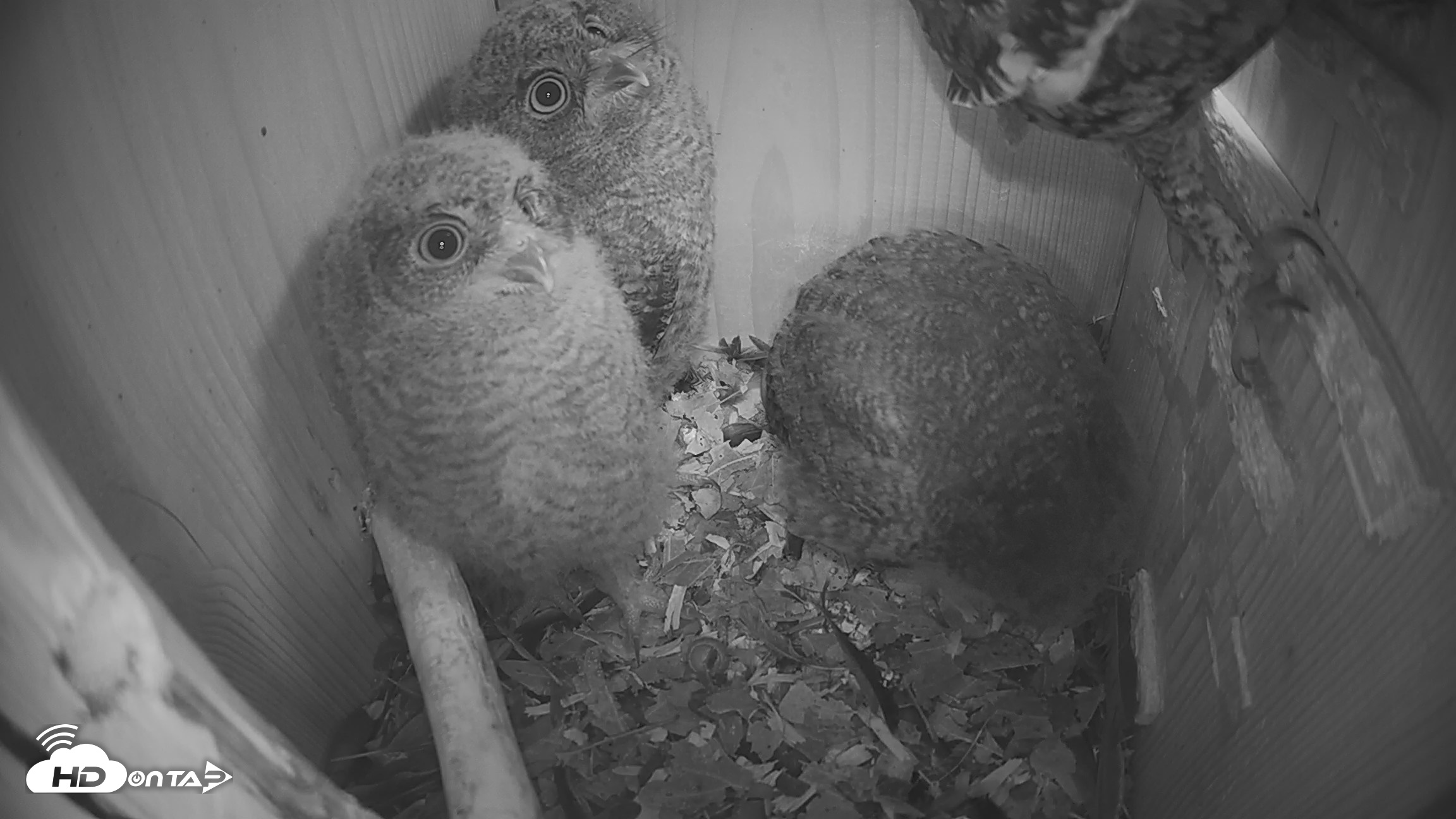 Snapshot of Eastern Screech Owl Nest Box Live Webcam taken Apr 17, 2026, 6:42am CDT