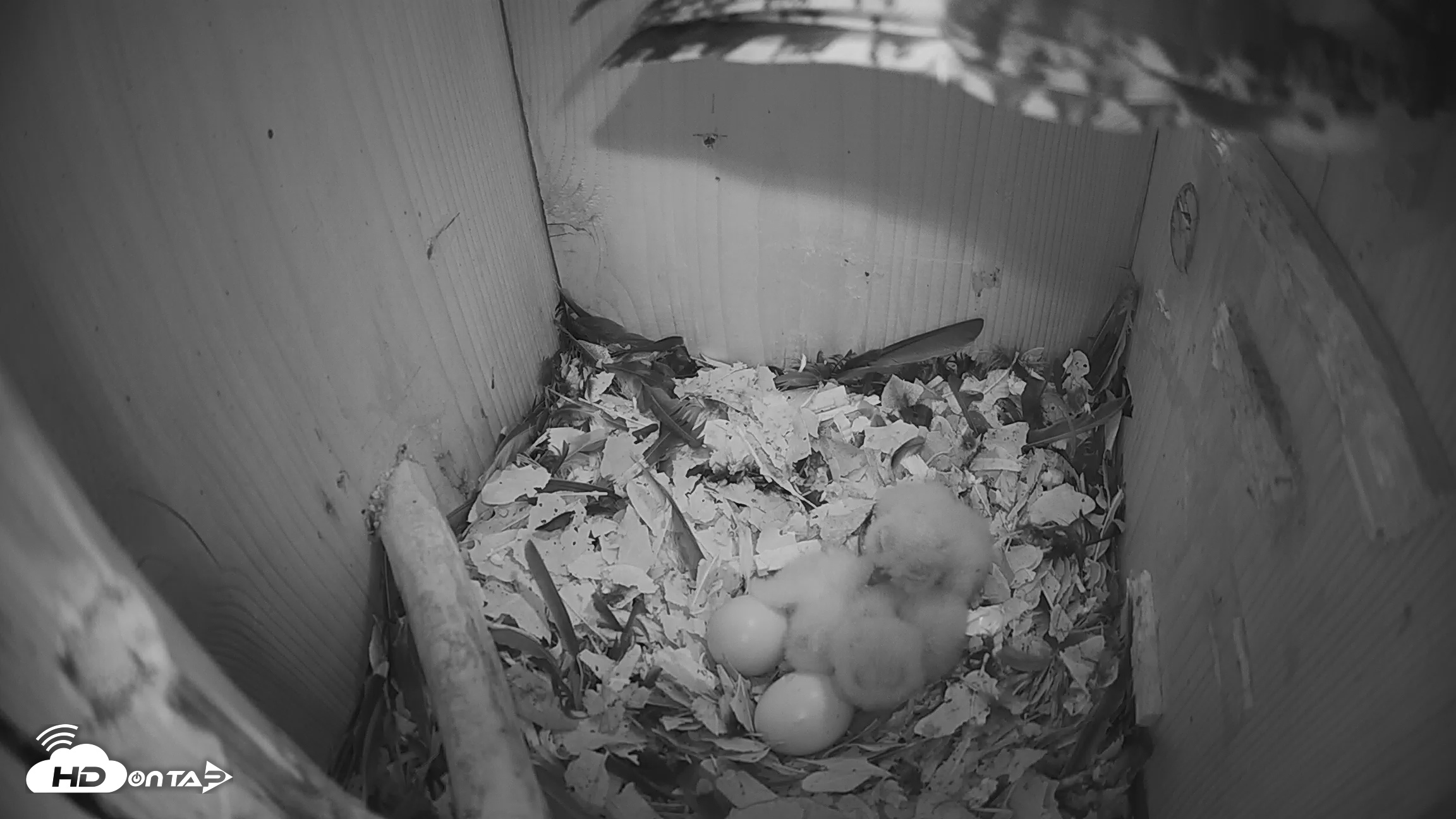 Snapshot of Eastern Screech Owl Nest Box Live Webcam taken Mar 22, 2026, 7:45am CDT